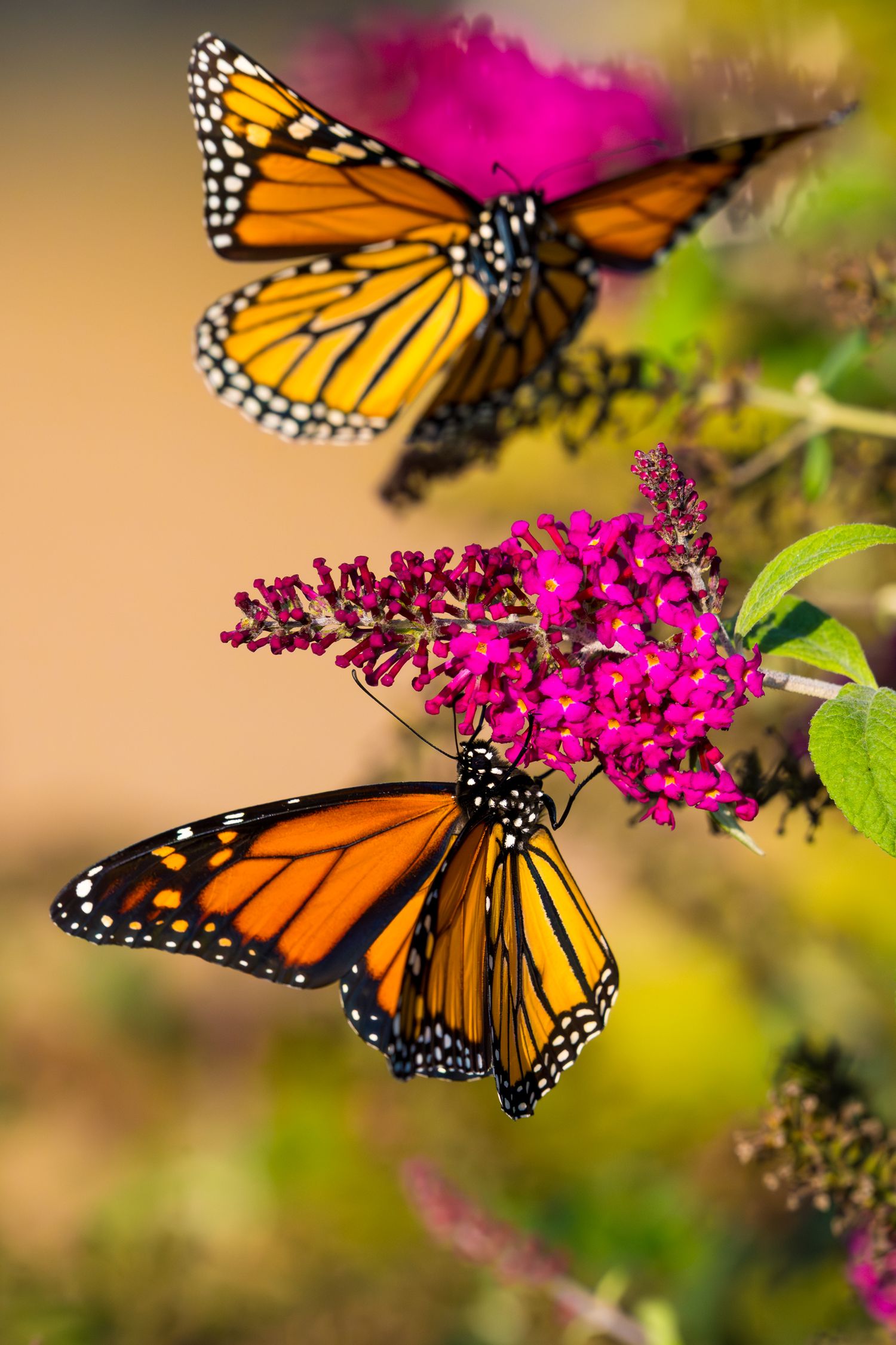 Two monarch butterflies feeding on vibrant pink butterfly bush flowers in garden.
