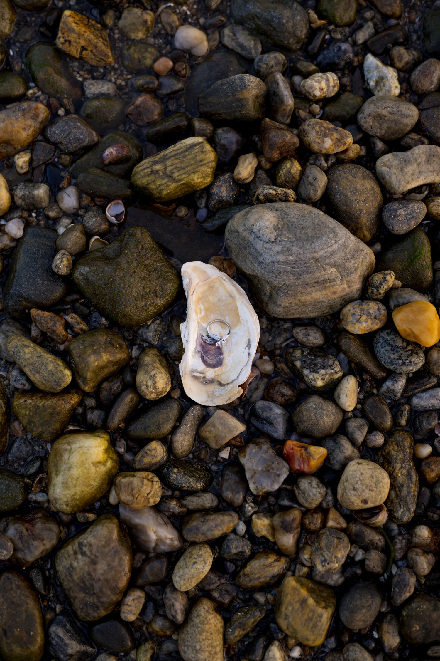 Close-up sequence of oyster shells opening on dark rocky beach pebbles showing natural progression.