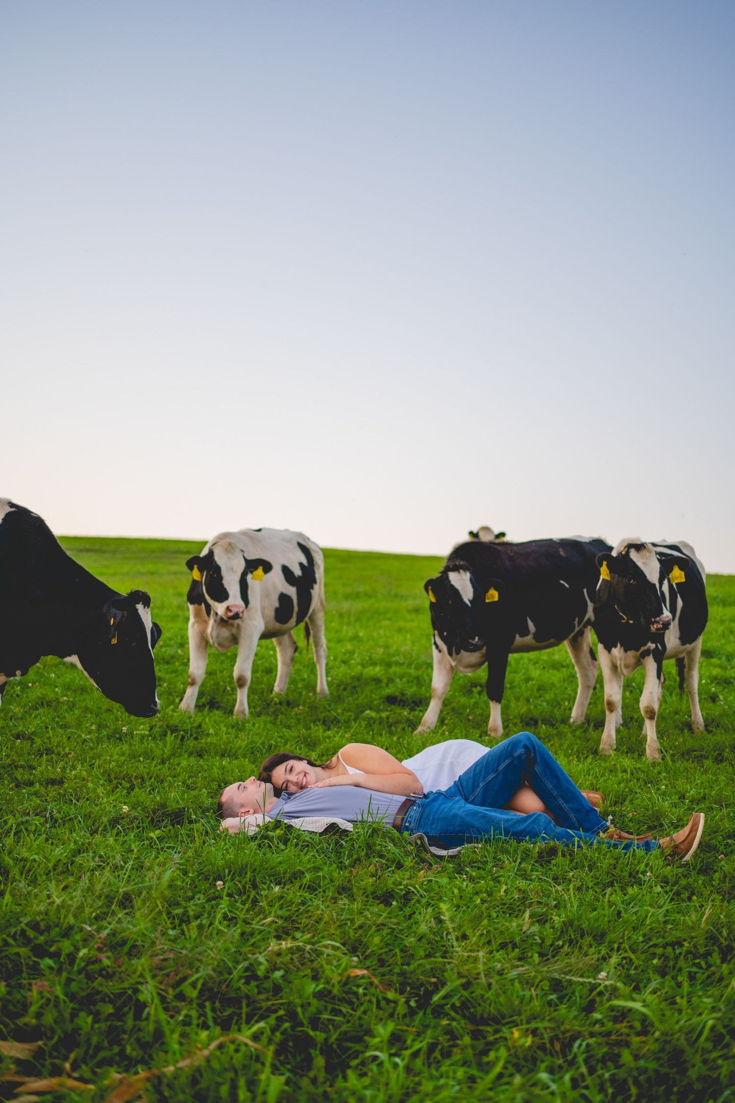 A couple lies in a grassy field while dairy cows graze nearby.