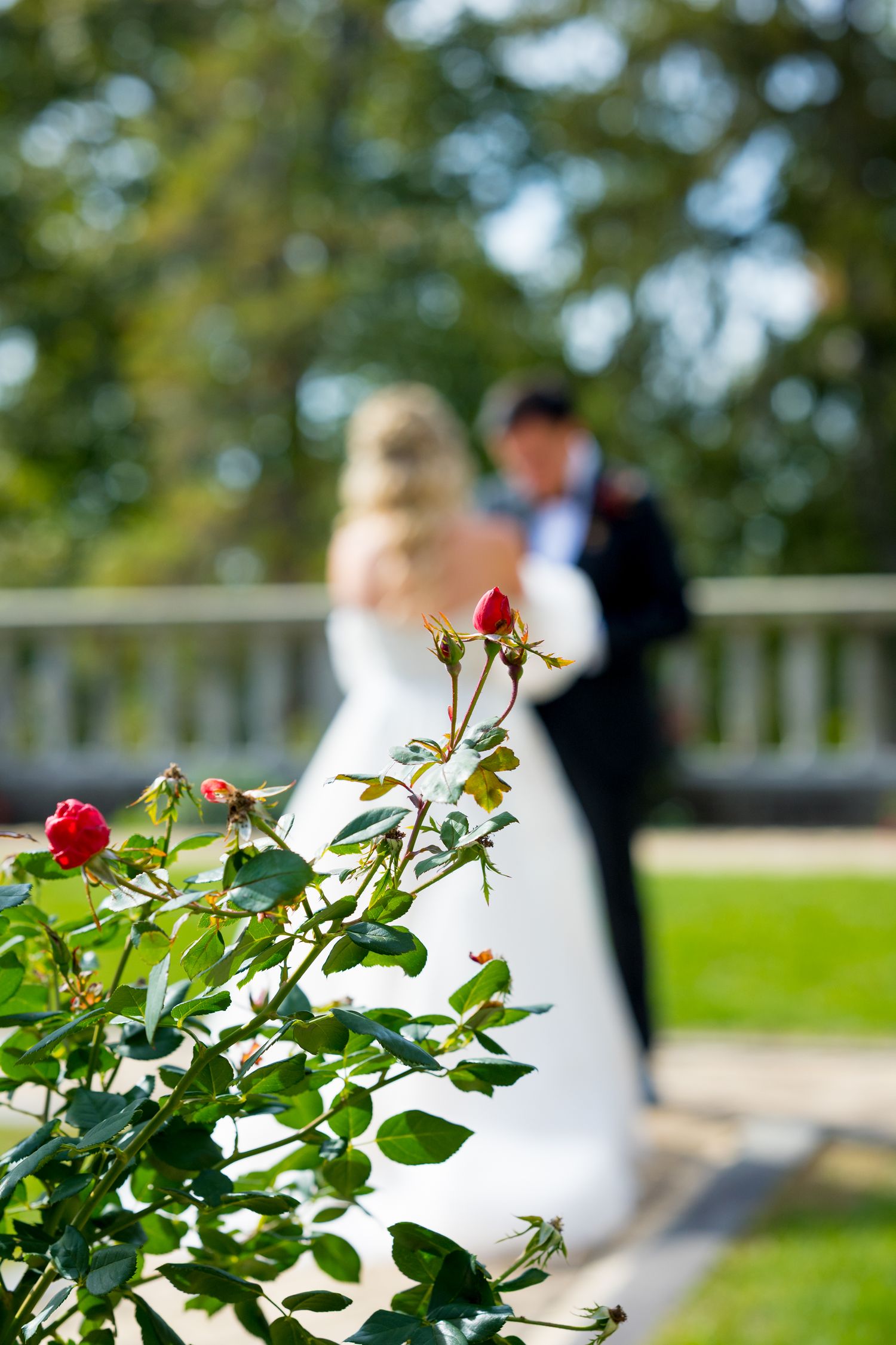 Red roses bloom in the foreground while a wedding couple stands blurred in soft focus on a deck in the background.