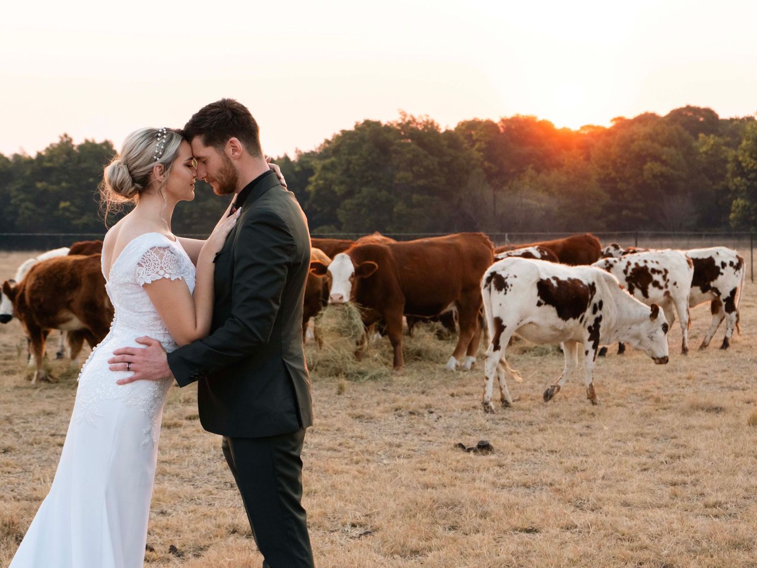Cattle grazing in a field at sunset on a wedding farm venue