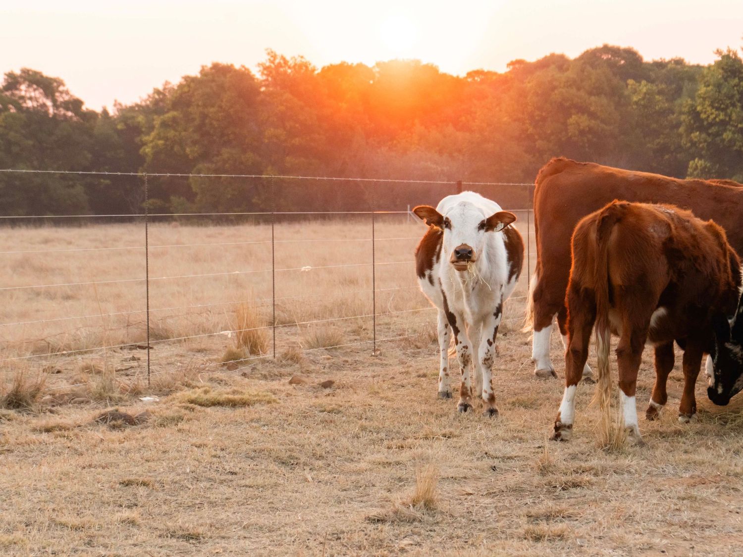 Bride and groom standing together in a field with grazing cattle at sunset
