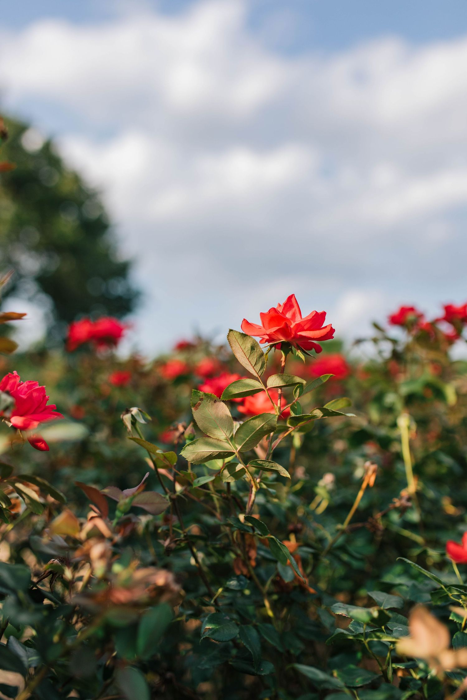 flower photo. art. mississippi flowers