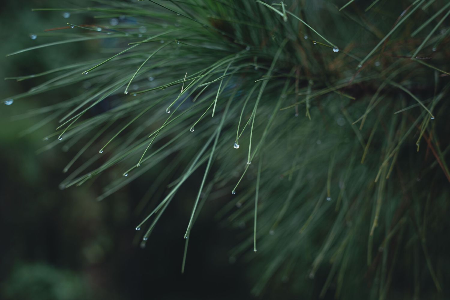 Close-up of pine tree needles with glistening water droplets after rain, set against a dark green bokeh background.