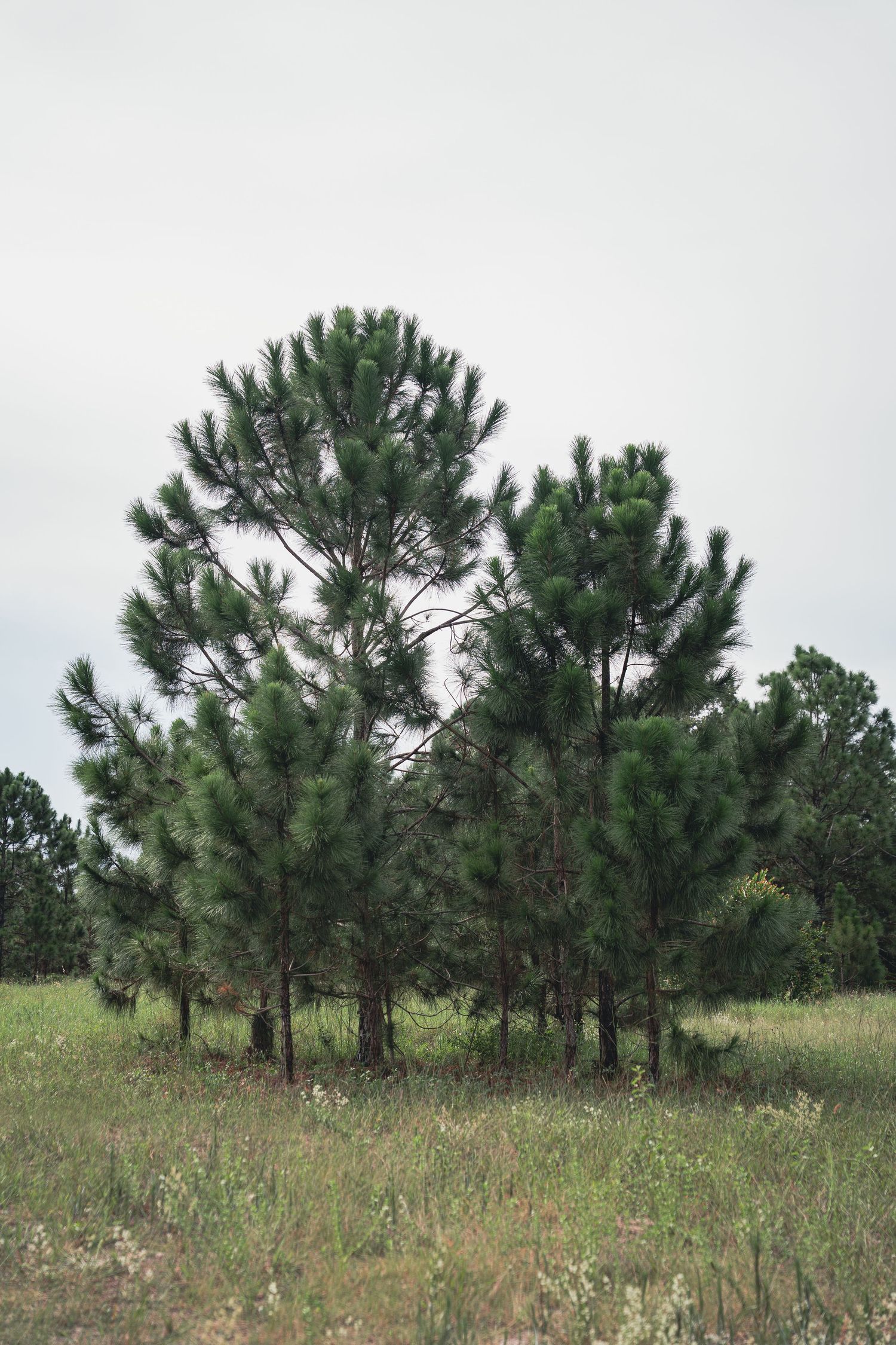 Cluster of young pine trees growing in a grassy meadow under an overcast sky.