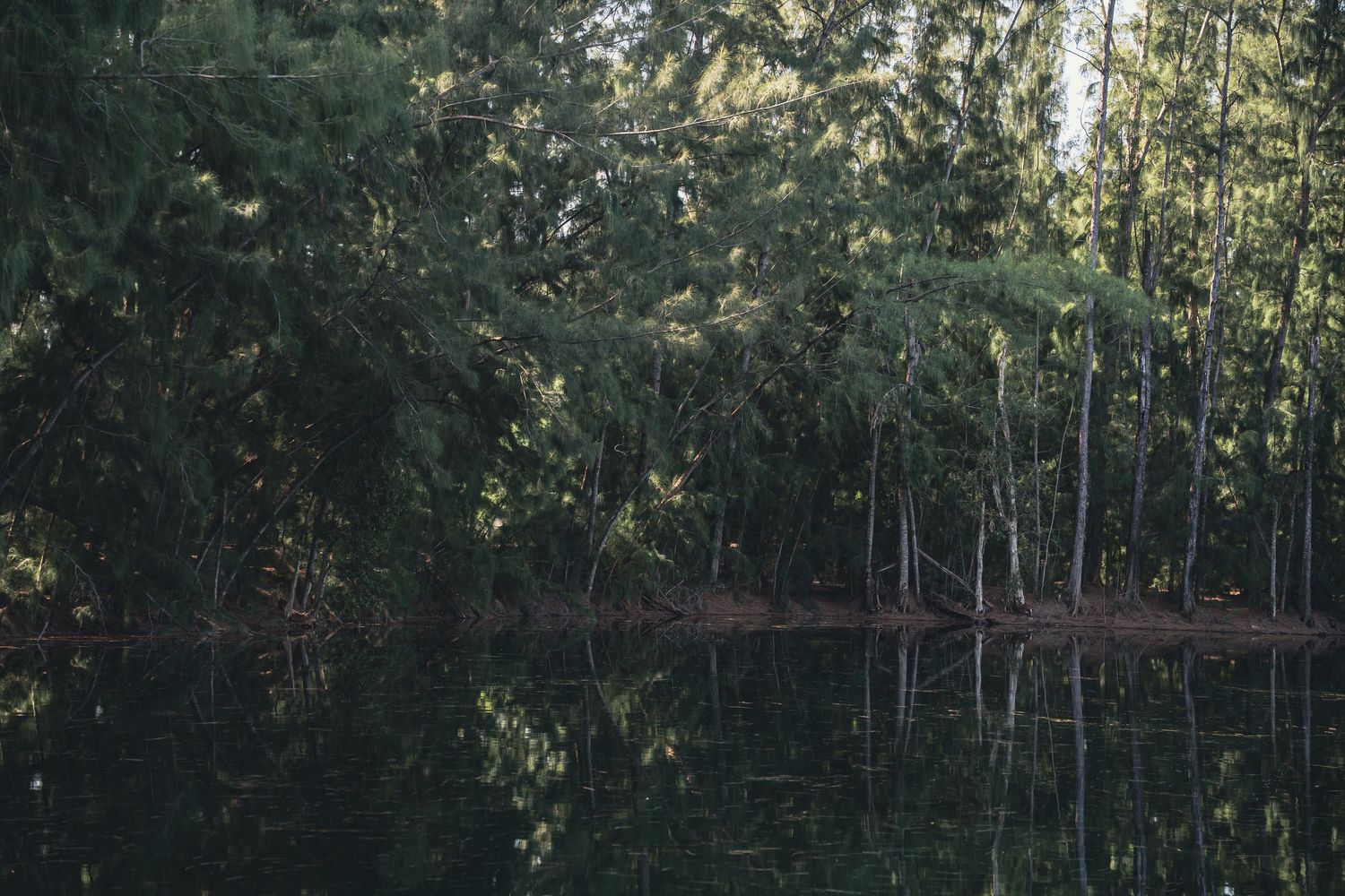 Lush green forest trees reflecting on a calm, dark lake in a serene woodland setting.