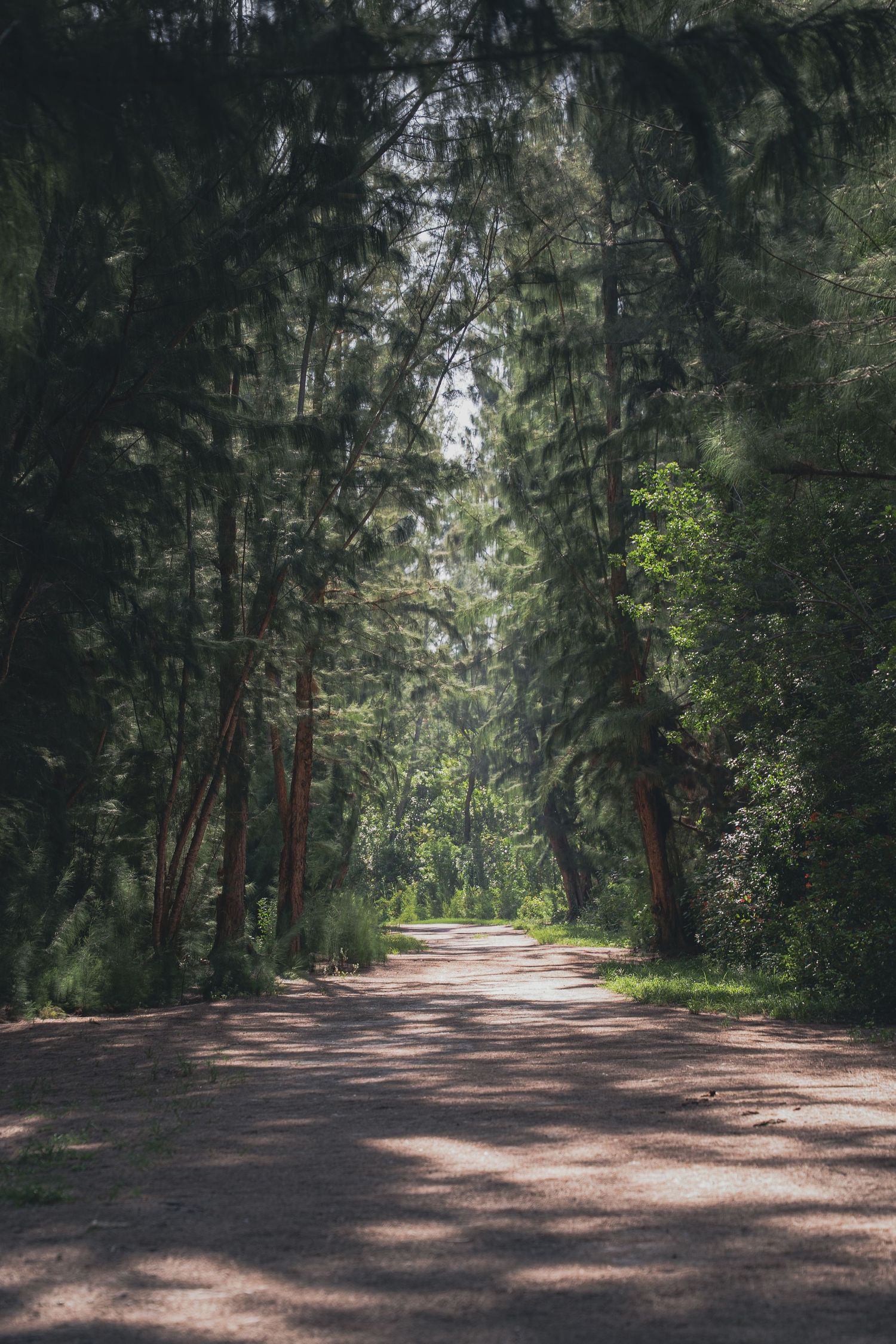 A serene forest path lined with tall pine trees casting dappled shadows on a dirt trail leading into sunlit woods.