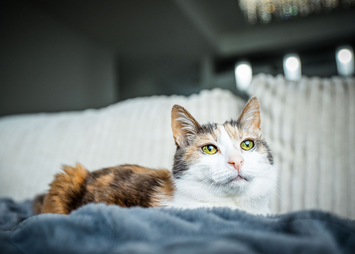 Cat Pet Photography Phoenix Arizona