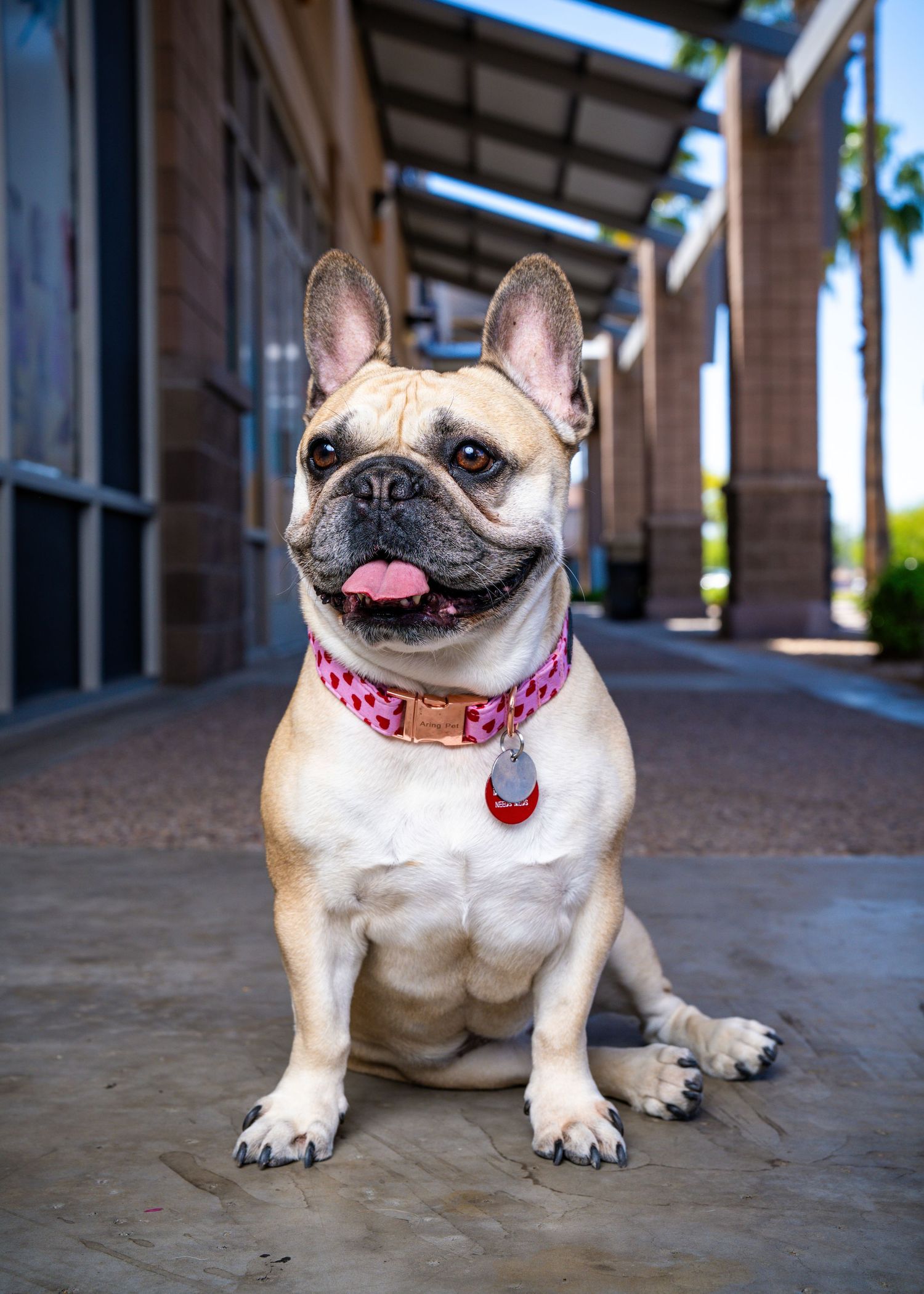 Happy French Bulldog on a city sidewalk during an on-location pet portrait session in Scottsdale.