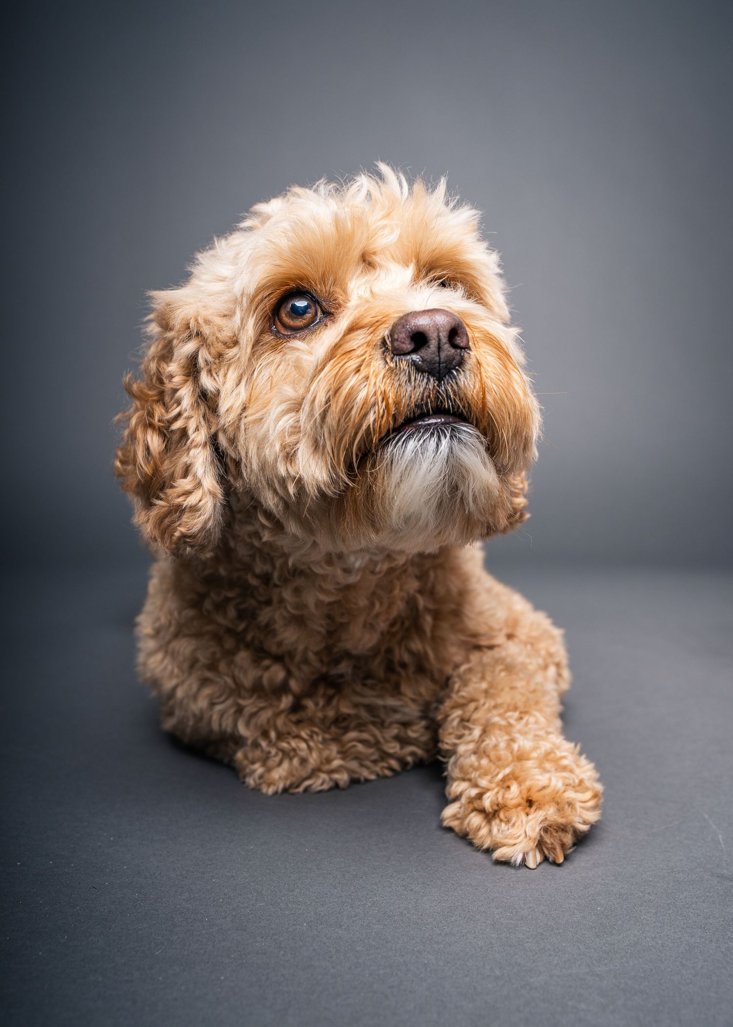 Elegant studio portrait of a curly-haired cockapoo lying down with crossed paws and a soulful expression.