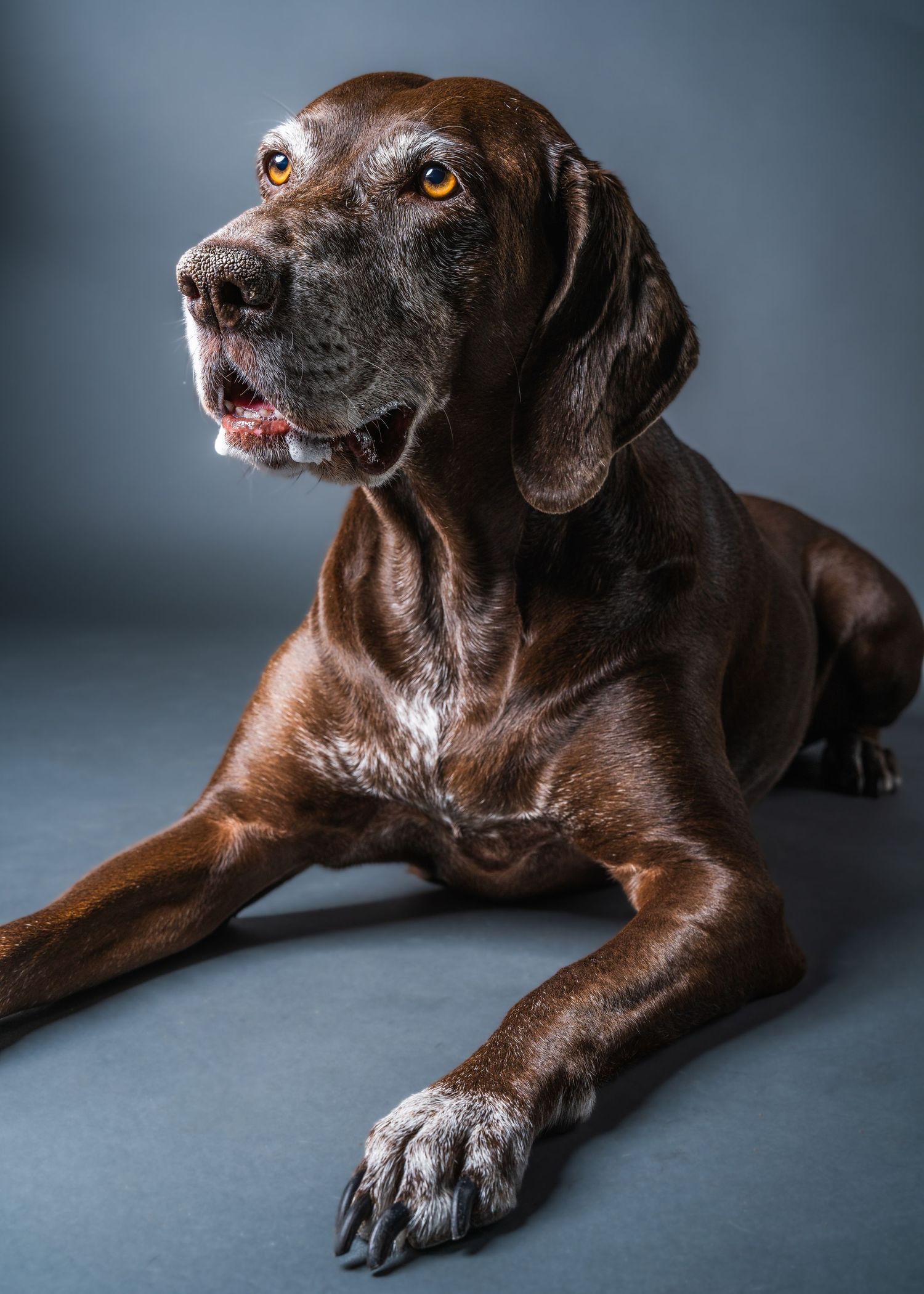 Pet Photography Studio Paradise Valley Arizona German Shorthaired Pointer