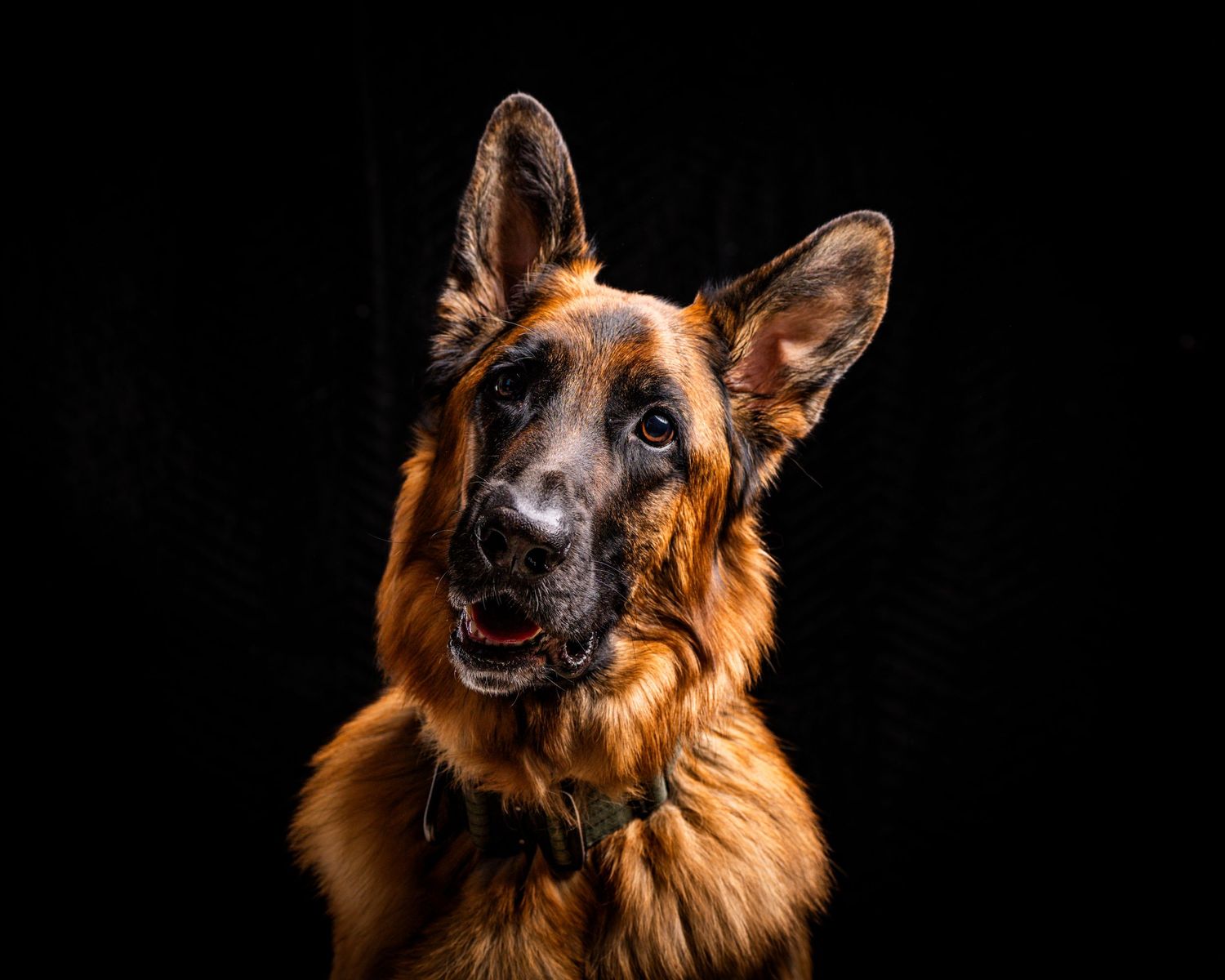 Dramatic fine art studio portrait of a German Shepherd with an iconic head tilt, set against a solid black backdrop.