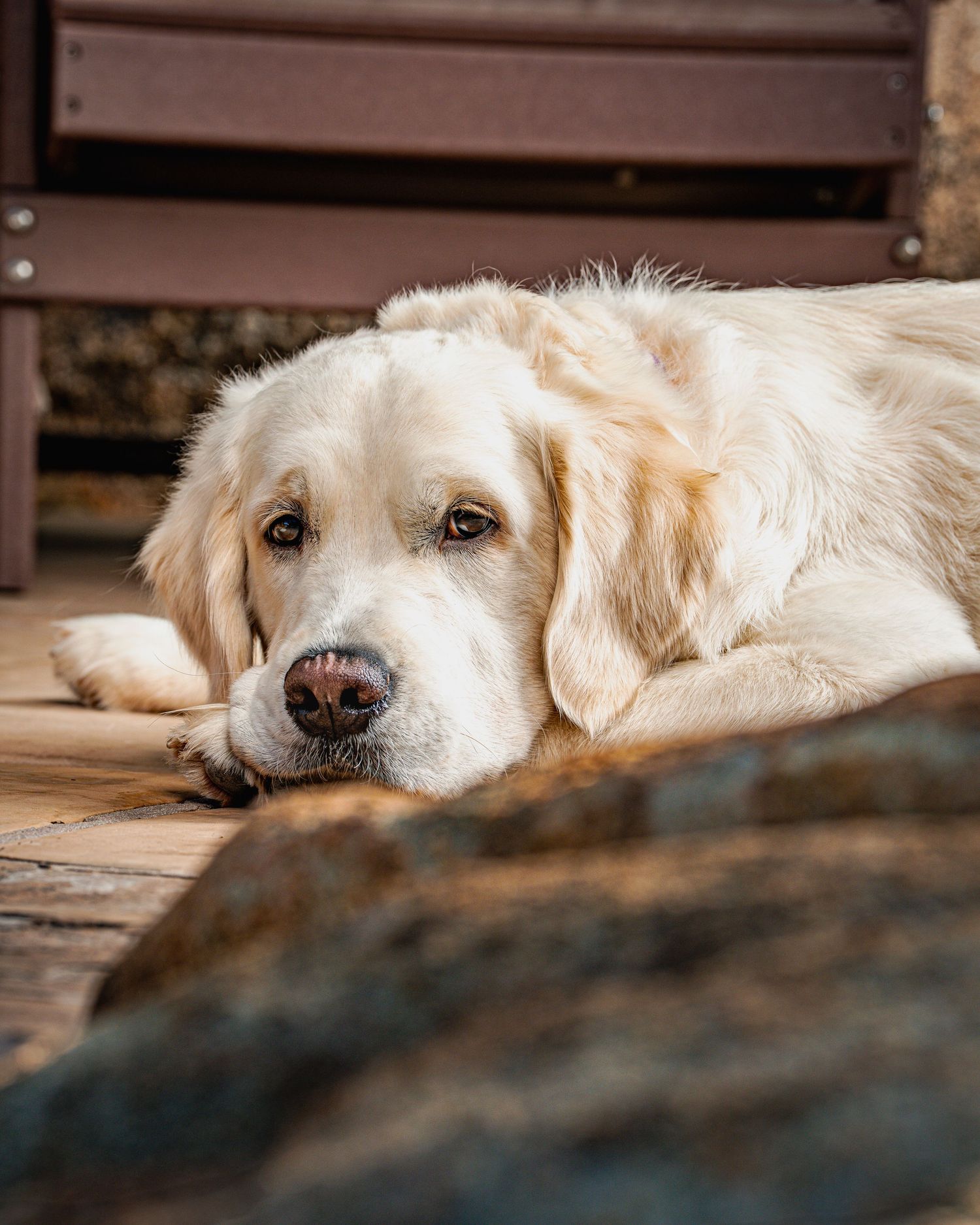 A soulful, on-location portrait of a golden retriever resting its head on its paws and looking gently at the camera.