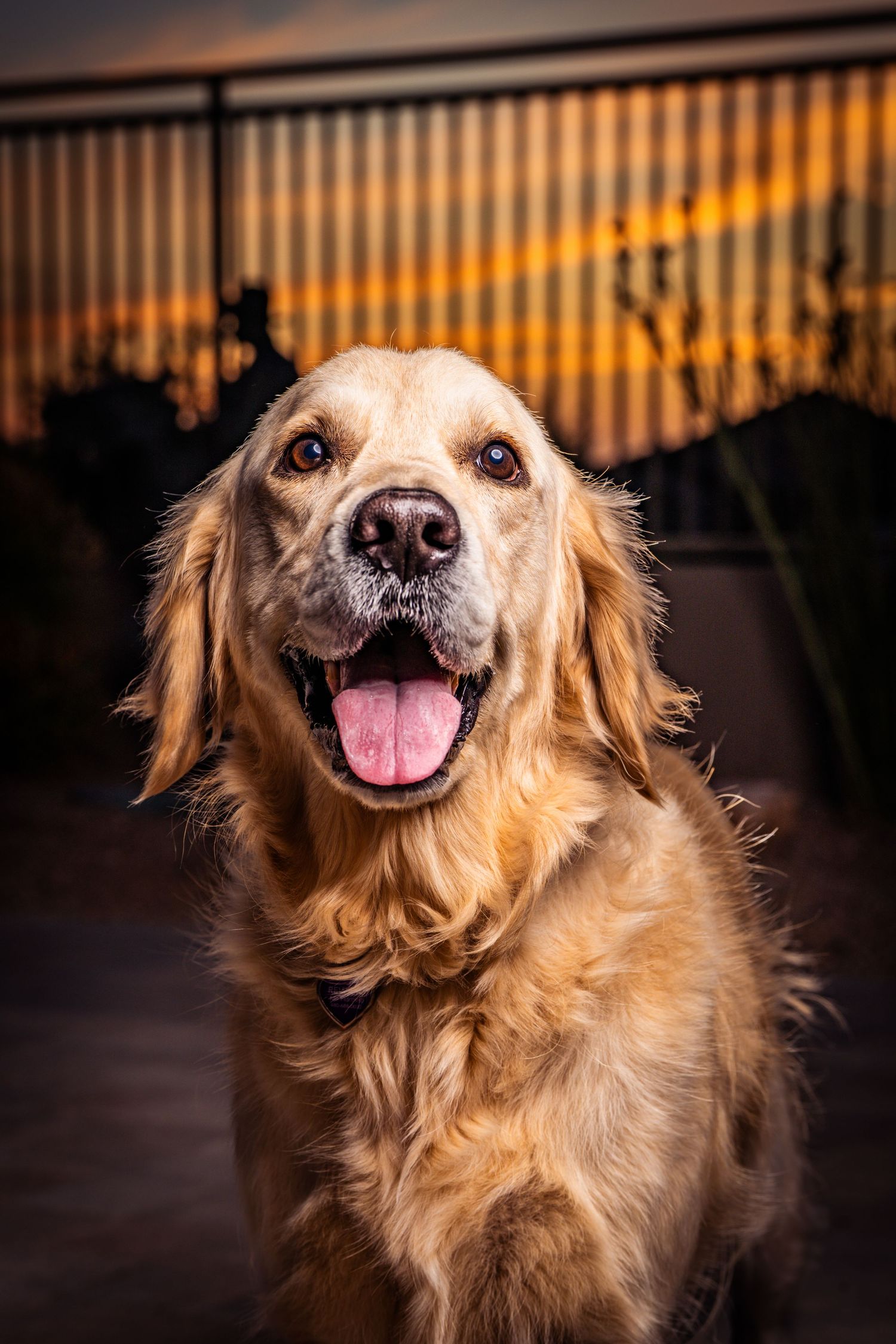 On-location headshot of a smiling Golden Retriever at night with warm, glowing sunset in the background.