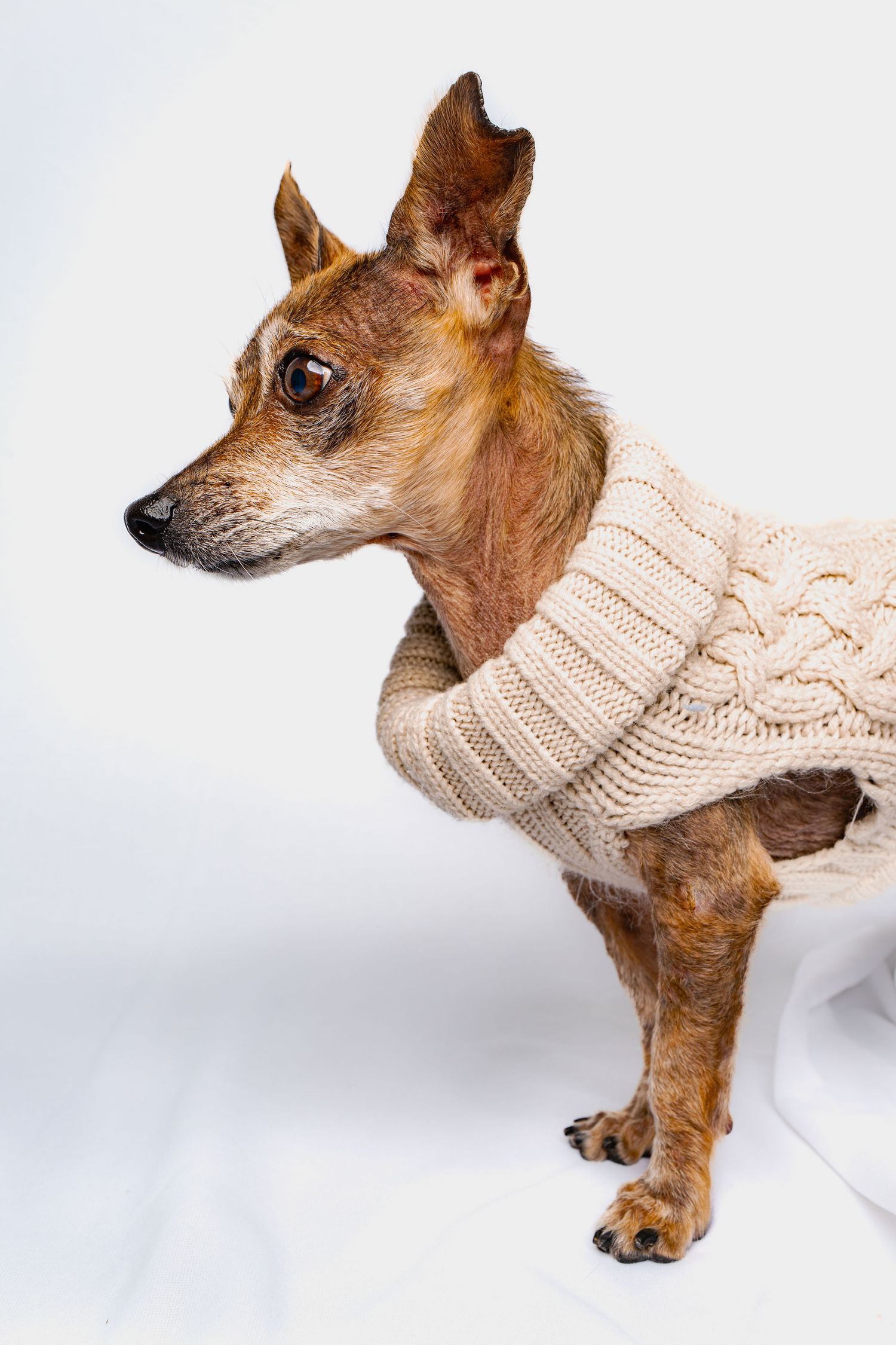 Pet Photography Studio Phoenix Arizona