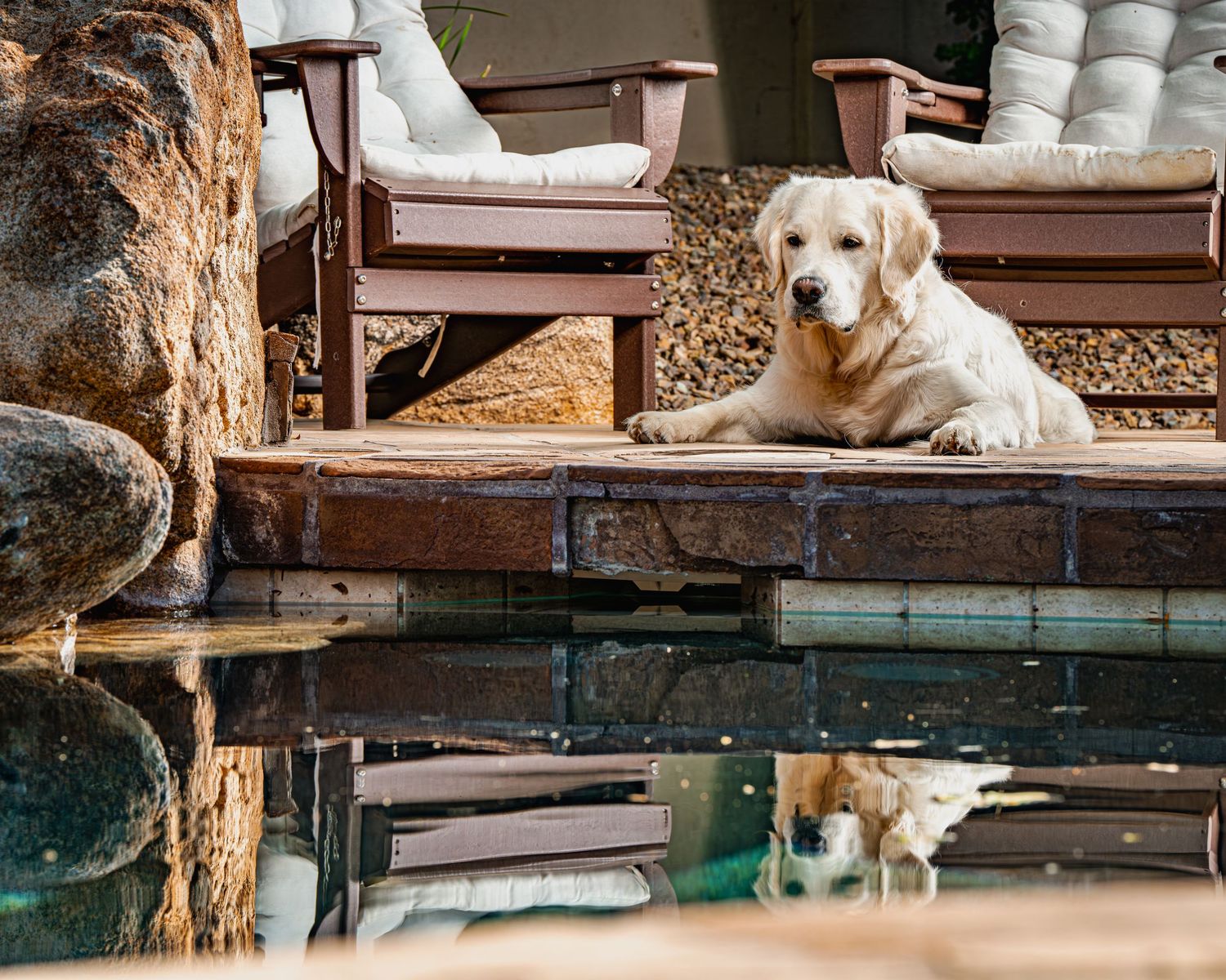 A golden retriever relaxes on a stone pool deck with its reflection visible in the water during an on-location portrait session.