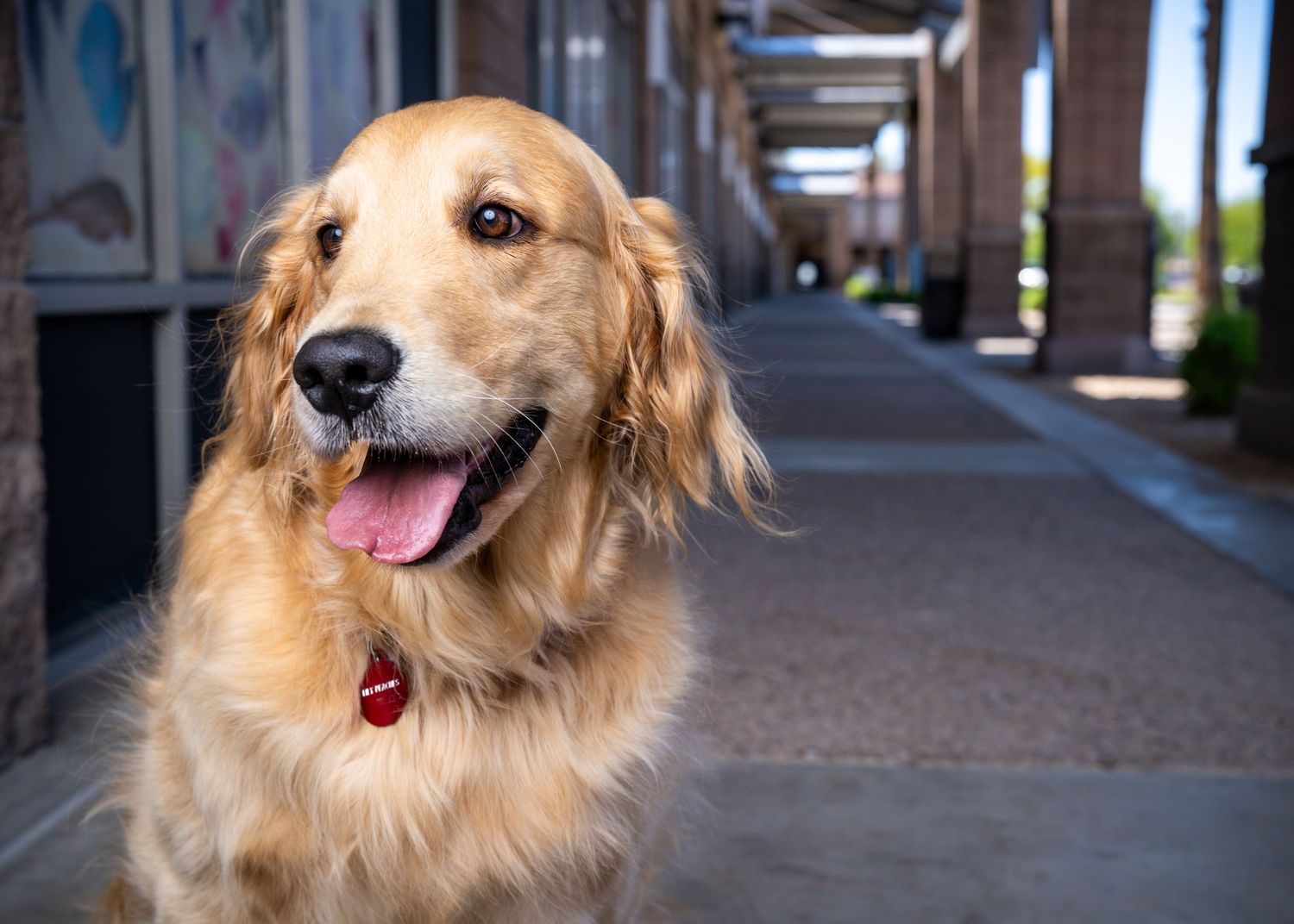On-location fine art portrait of a Golden Retriever posing on a walkway with architectural columns in Chandler.