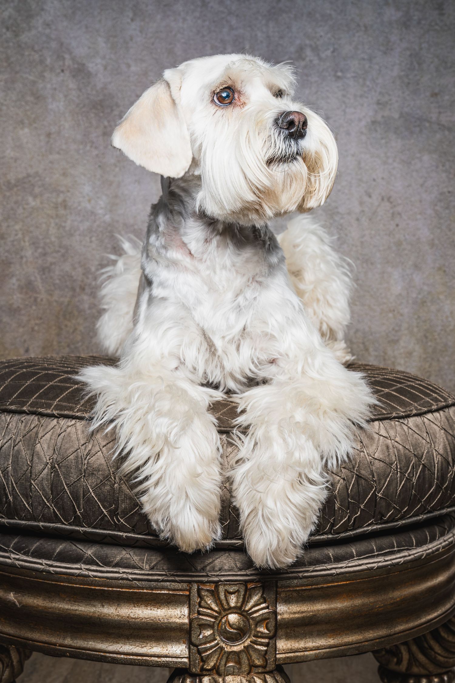 A cocker spaniel, schnauzer mix (schnocker) in a fine art pet portrait studio in Phoenix, Arizona.