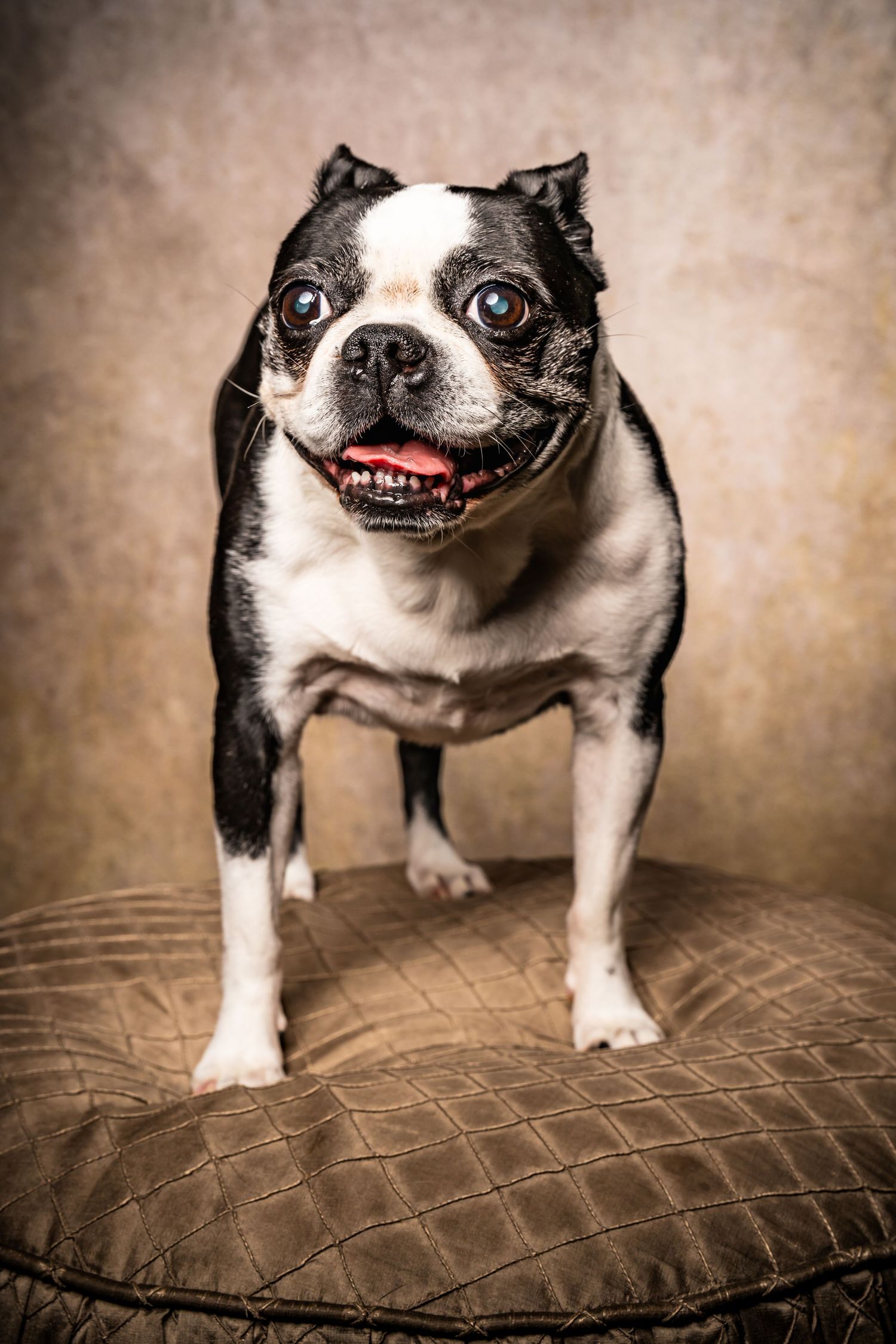 Boston Terrier Pet Photography Studio Scottsdale Arizona
