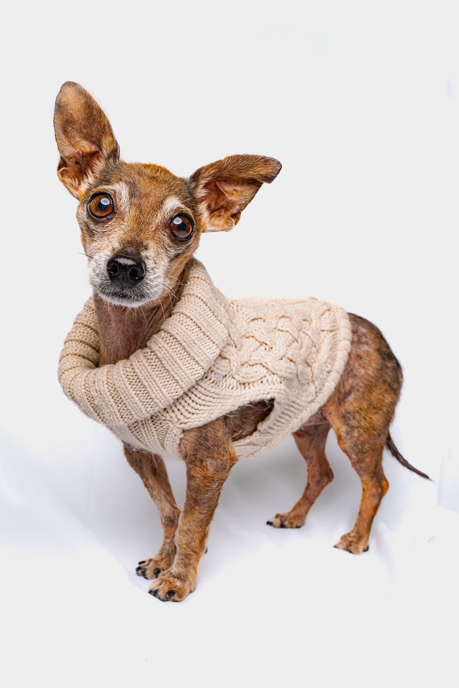 Dog Photography Studio Pet Portraiture Scottsdale Arizona