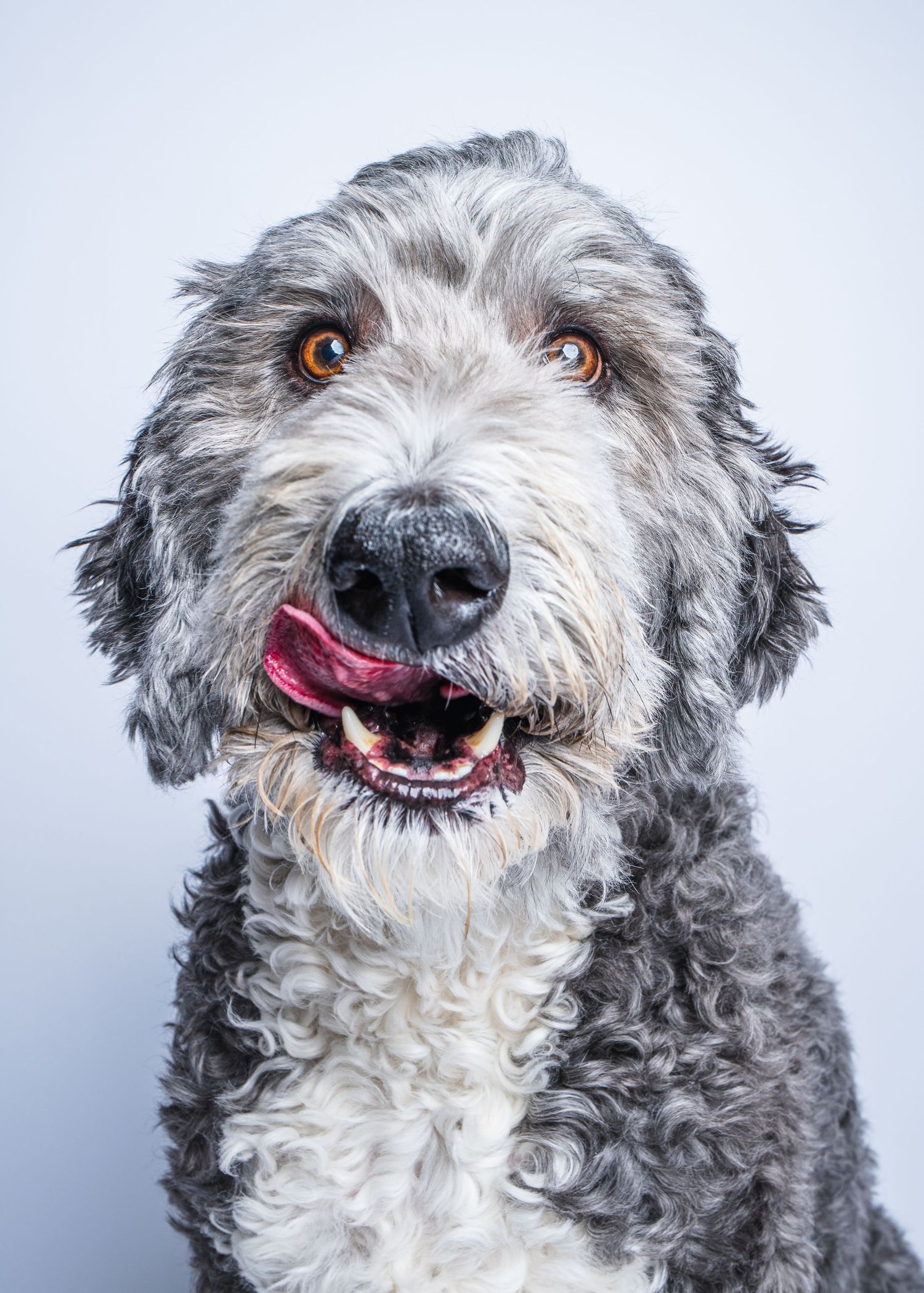 Doodle Pet Portrait Dog Photography Arizona Cave Creek
