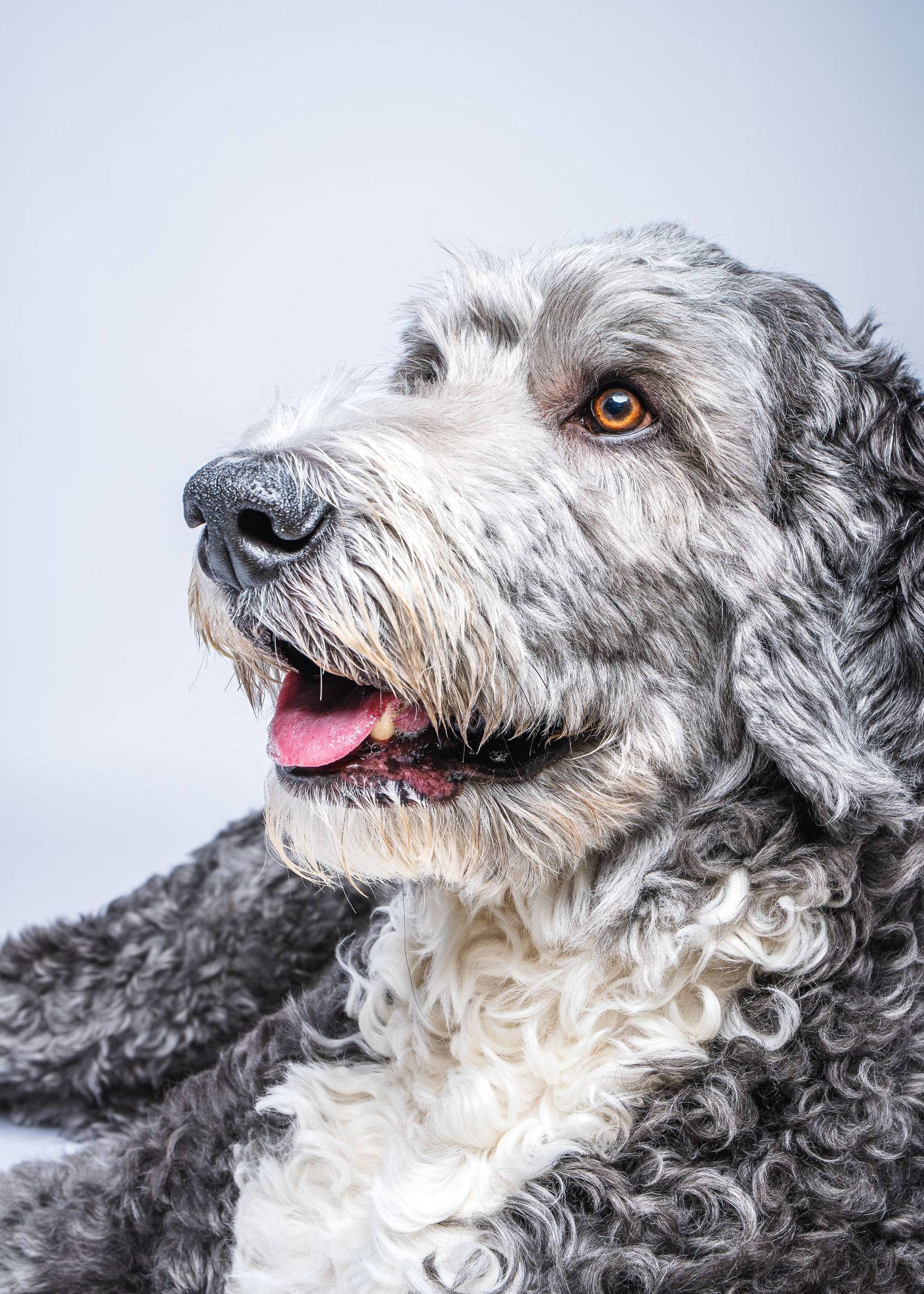 Doodle Portrait Photography Pet Pictures Scottsdale Arizona