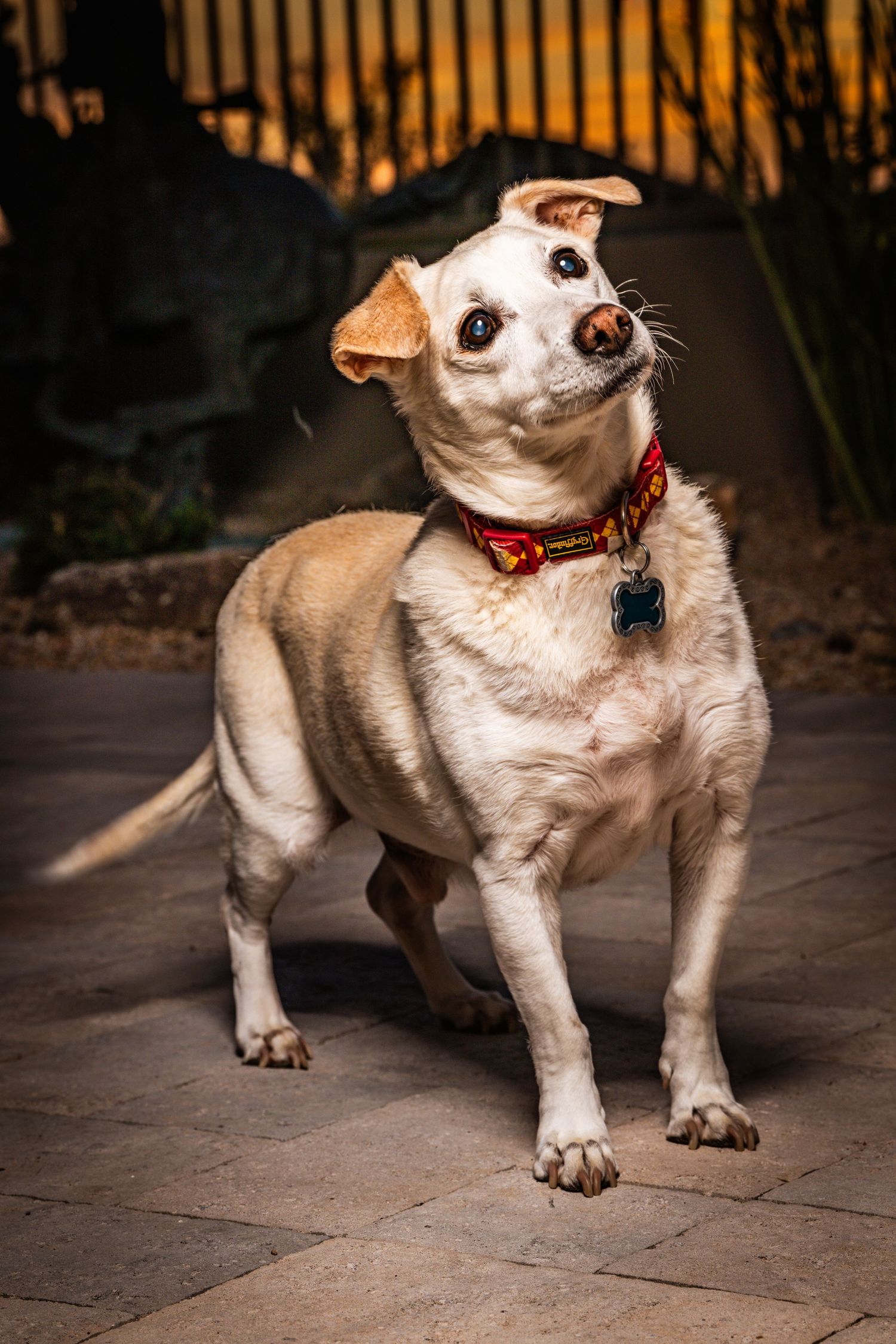 Fine art portrait of a curious dog with a head tilt, captured at night with dramatic lighting during a Scottsdale portrait session.