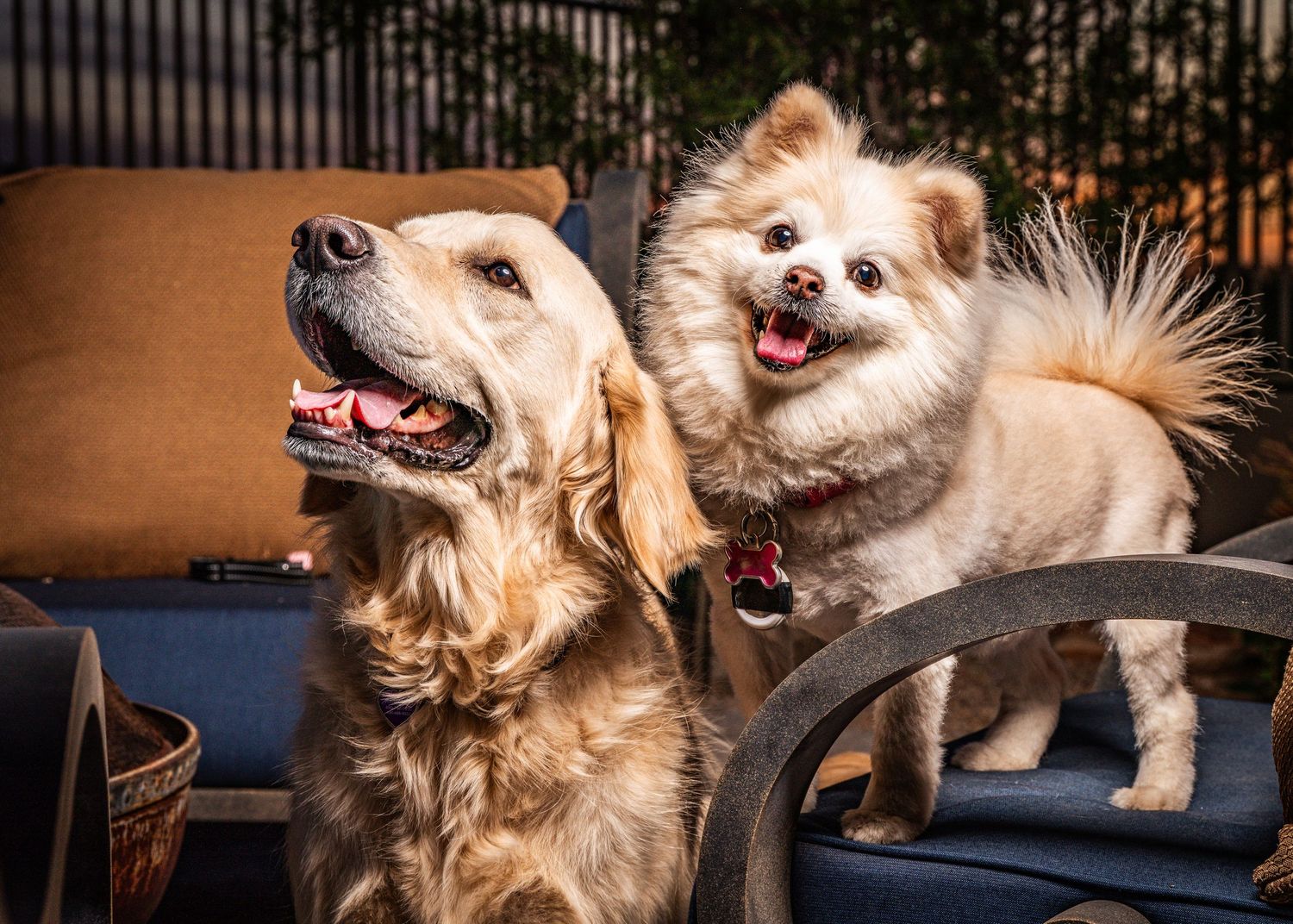 A Golden Retriever and a small, fluffy dog pose together on a patio chair during a sunny, on-location portrait session.