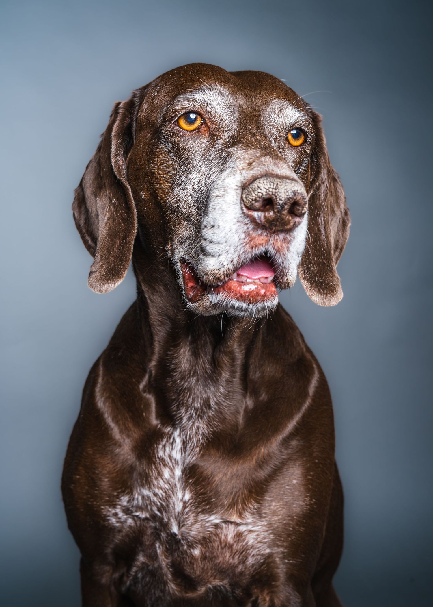 Pet Photography Phoenix Arizona German Shorthaired Pointer
