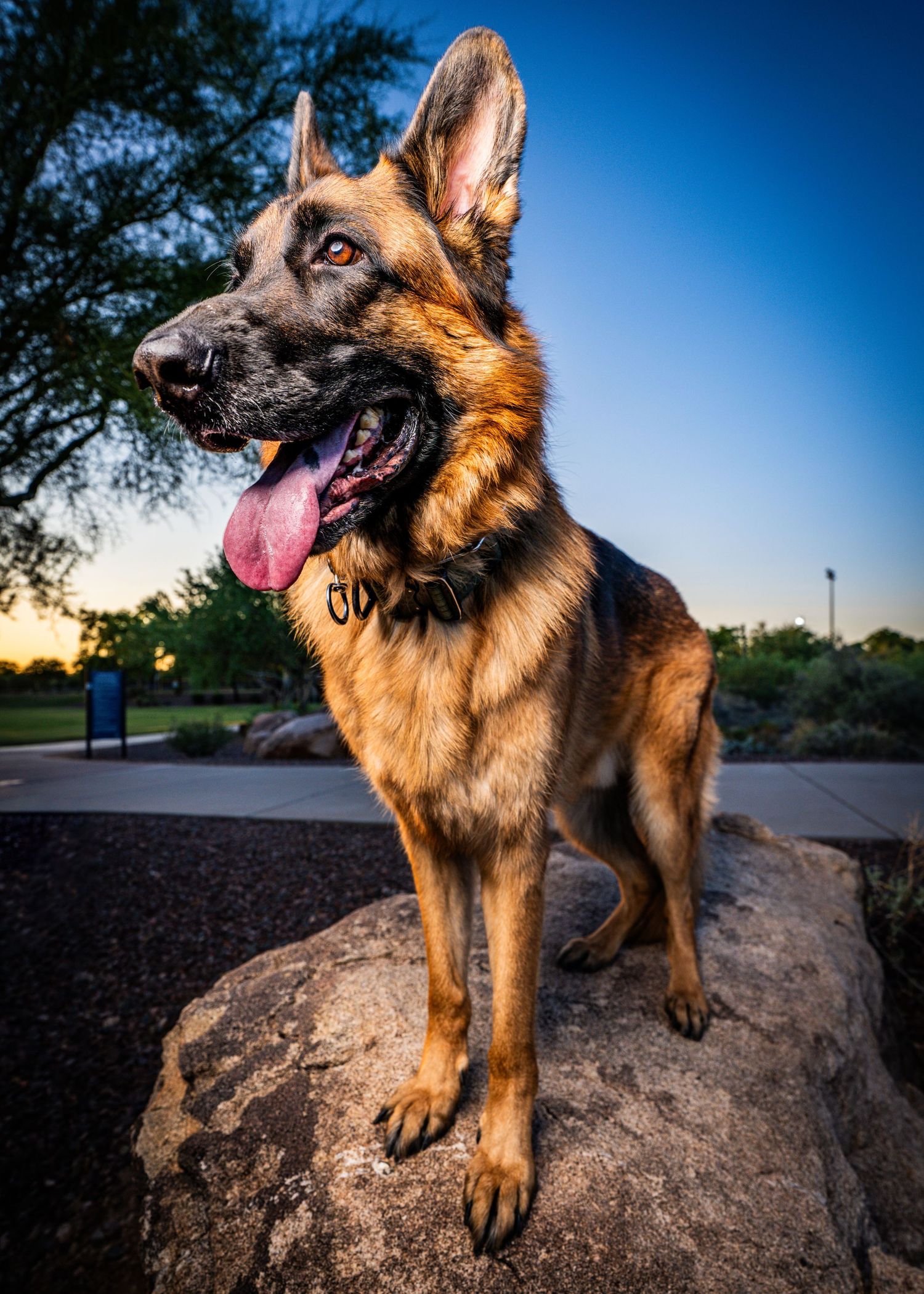 Majestic German Shepherd posing on a rock for a golden hour fine art portrait in an Anthem park.