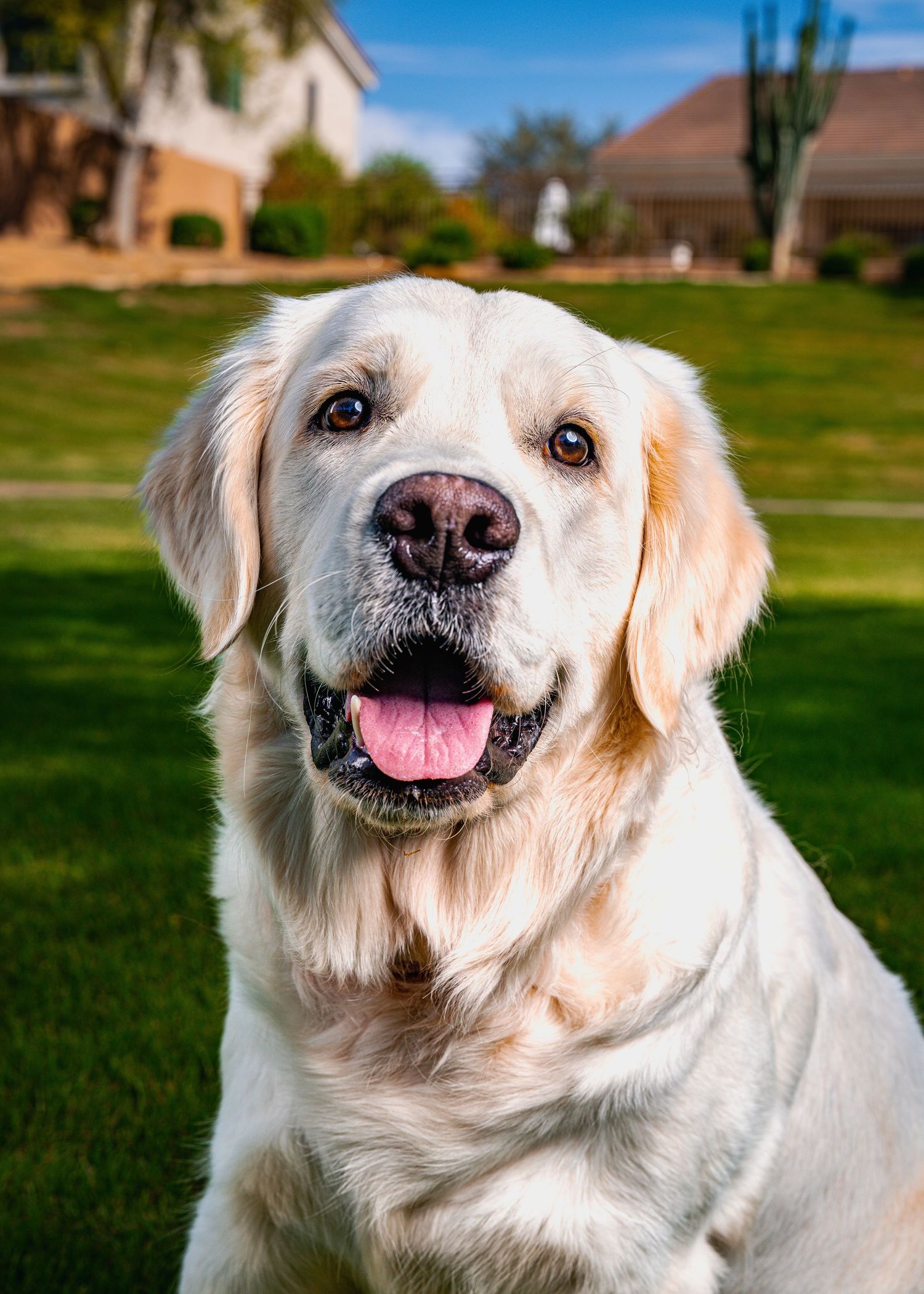 On-location dog portrait of a happy Golden Retriever sitting in the grassy backyard of a home in Scottsdale, Arizona.