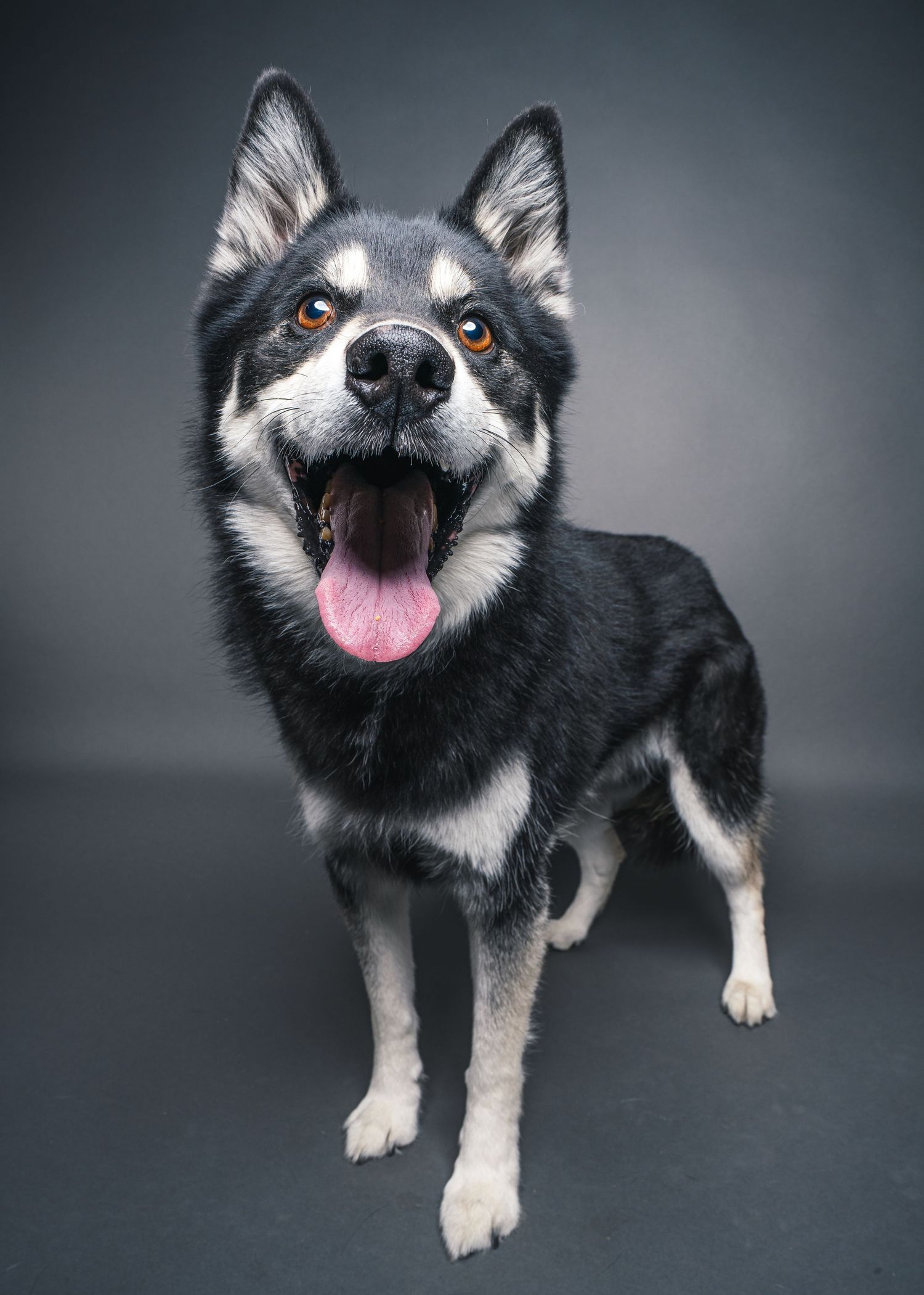 A happy black and white husky mix looks up with a big smile for a studio portrait against a solid grey backdrop.
