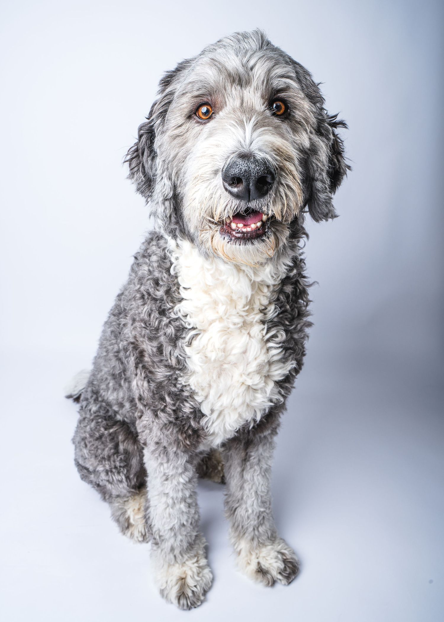 Doodle Paradise Valley Pet Photography Studio Arizona