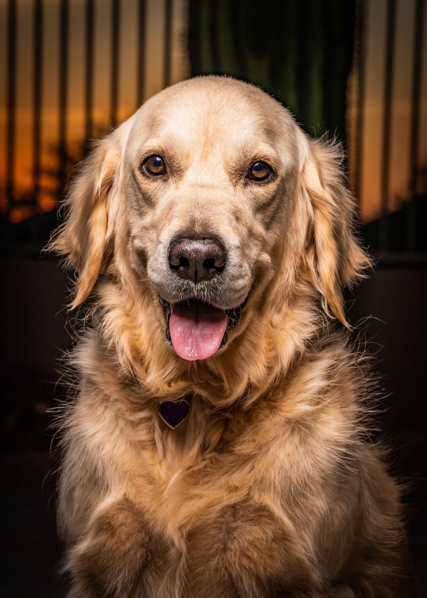 A warm and inviting headshot of a Golden Retriever smiling softly at the camera against a beautifully lit background.