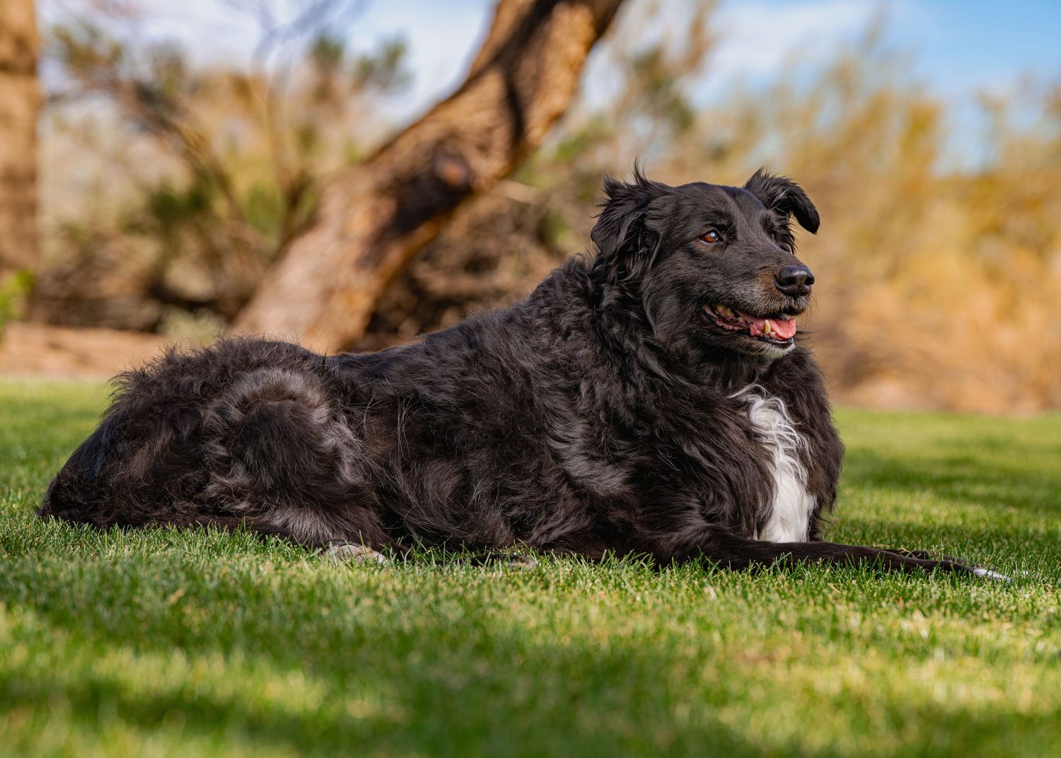 Lifestyle pet portrait of a fluffy black dog with a white chest relaxing in the sunny grass of a Phoenix park.