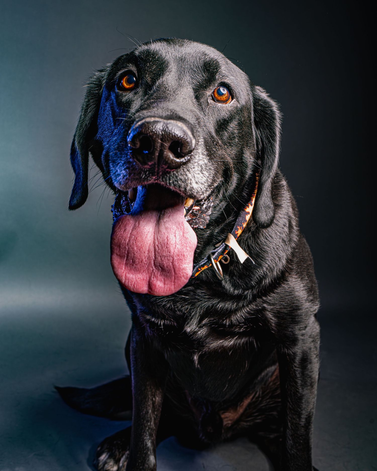 Fine art studio portrait of a black lab featuring creative, blue rim lighting on a dark grey background.