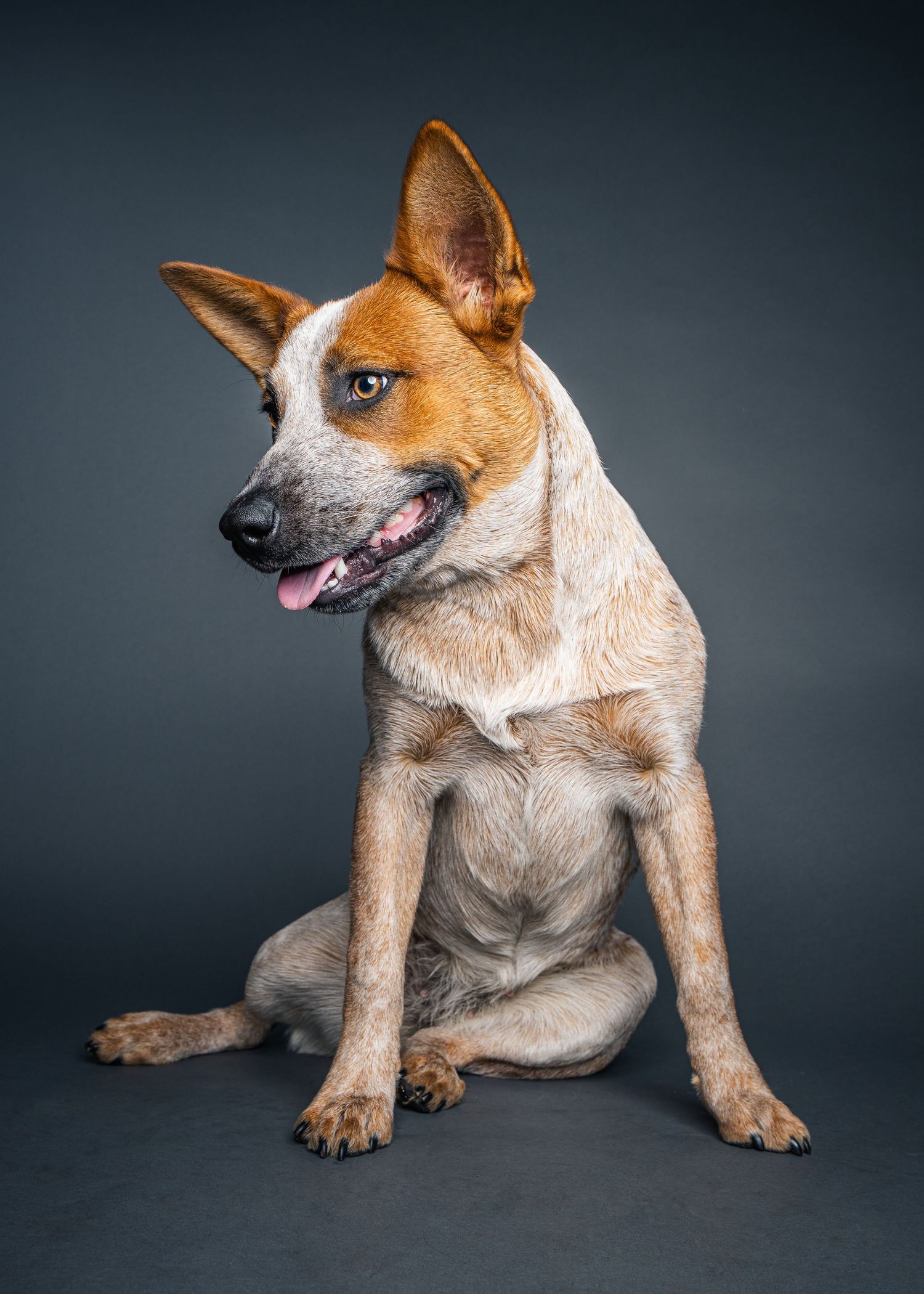 Classic studio portrait of a red heeler with one blue eye looking over its shoulder against a solid grey backdrop.