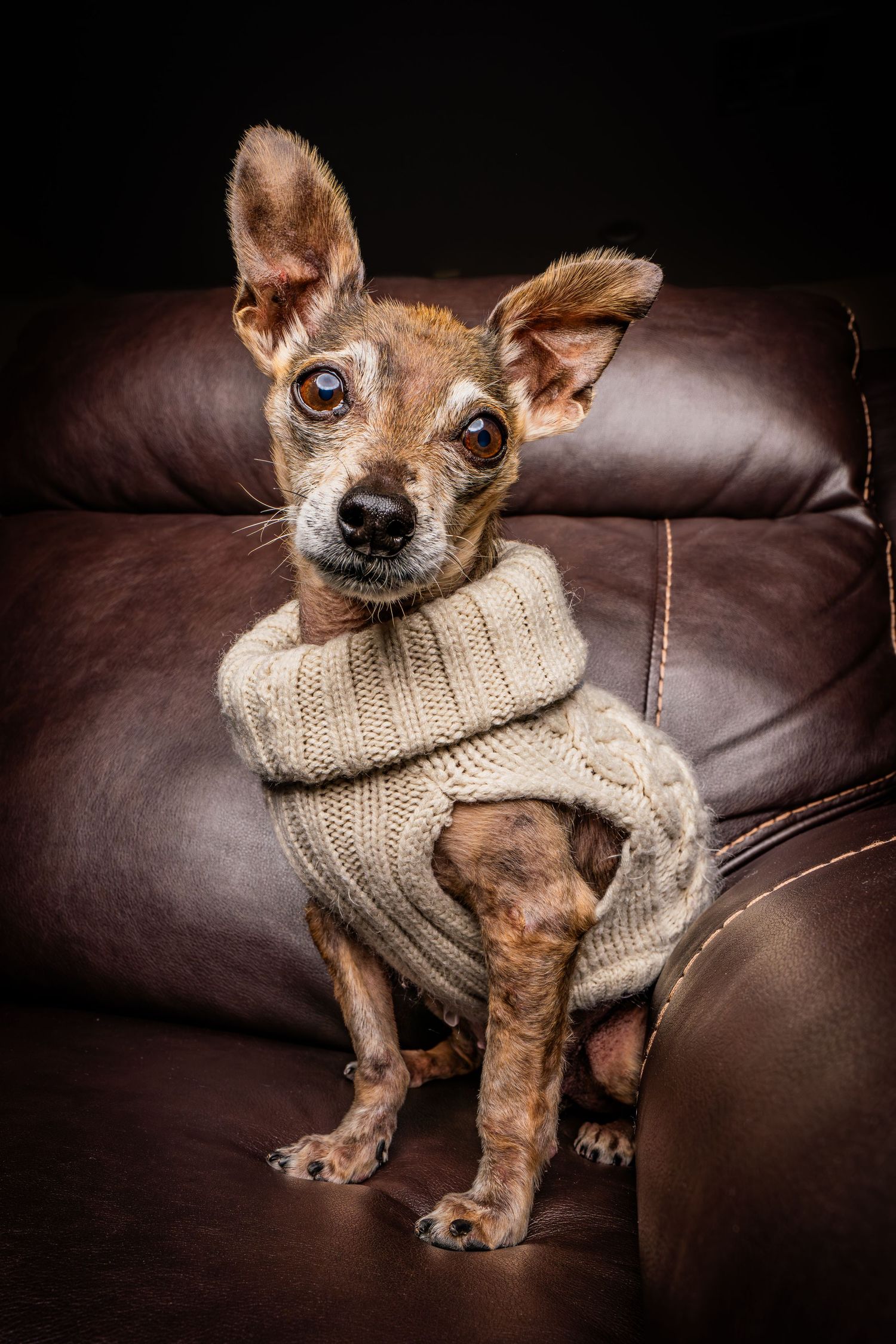 Pet Photography Dog Portrait Studio Phoenix Arizona