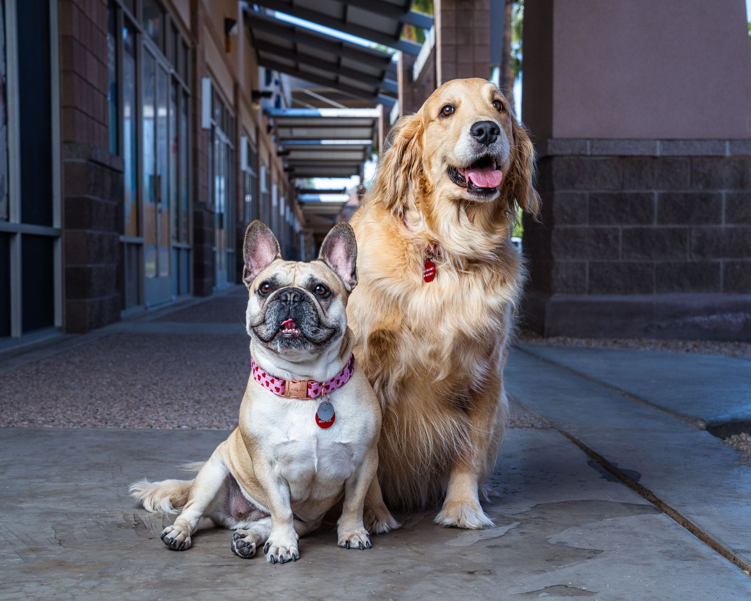 A French Bulldog and a Golden Retriever sit together for a portrait on a shaded walkway during a Scottsdale pet photography session.