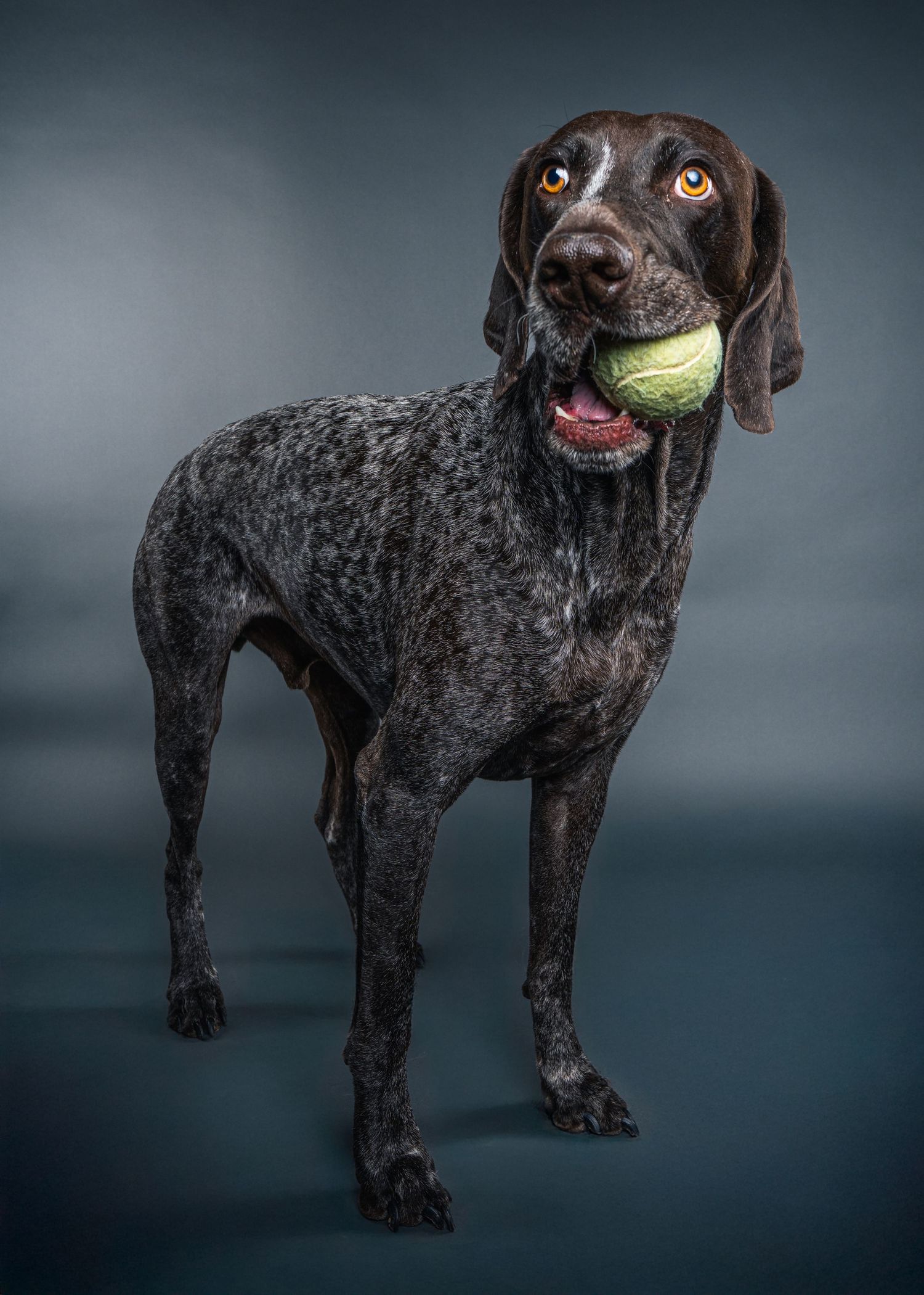 A German Shorthaired Pointer looking content with his ball while doing an on-location studio portrait session.