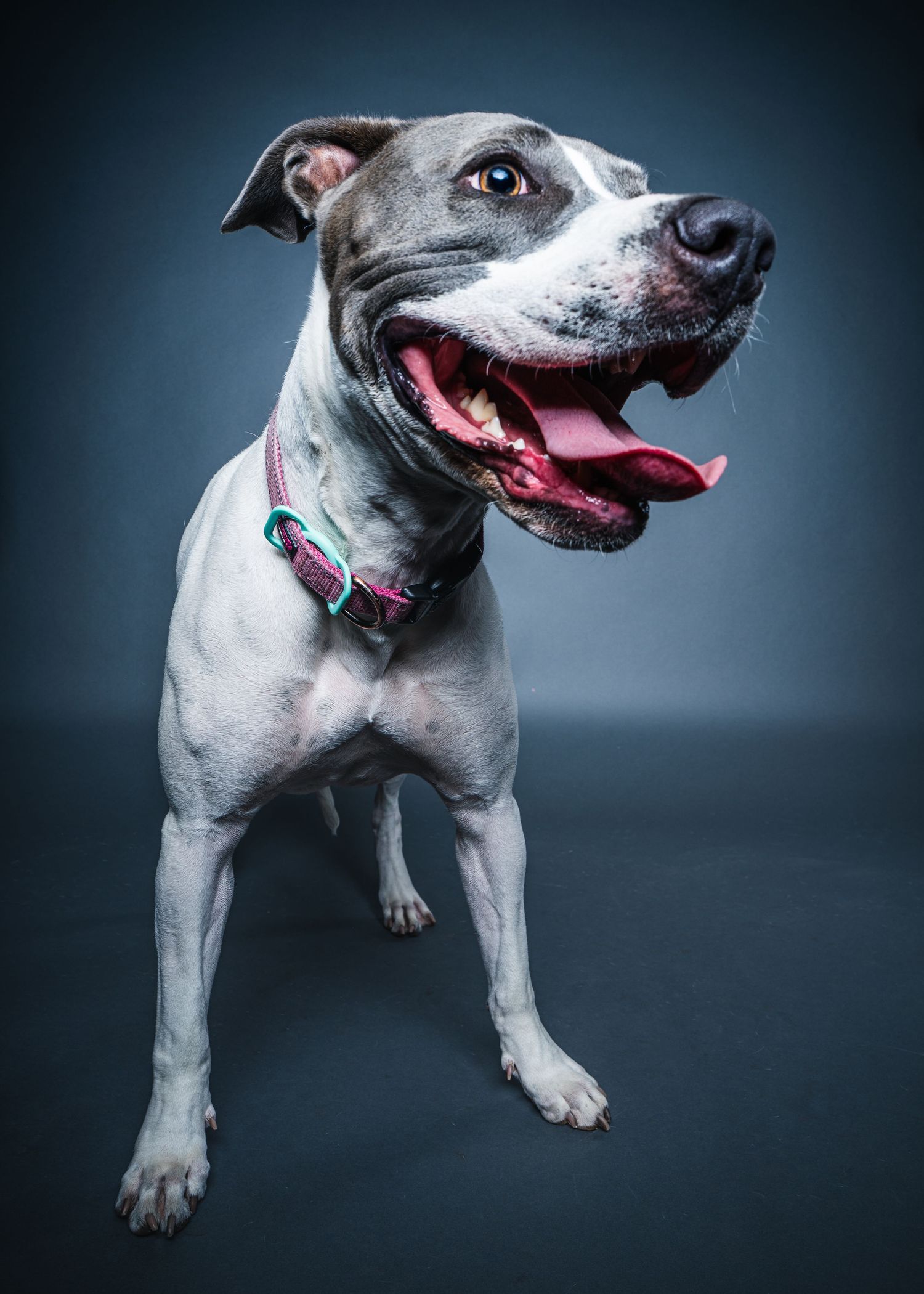 Classic studio dog portrait of a smiling pit bull on a simple grey backdrop.