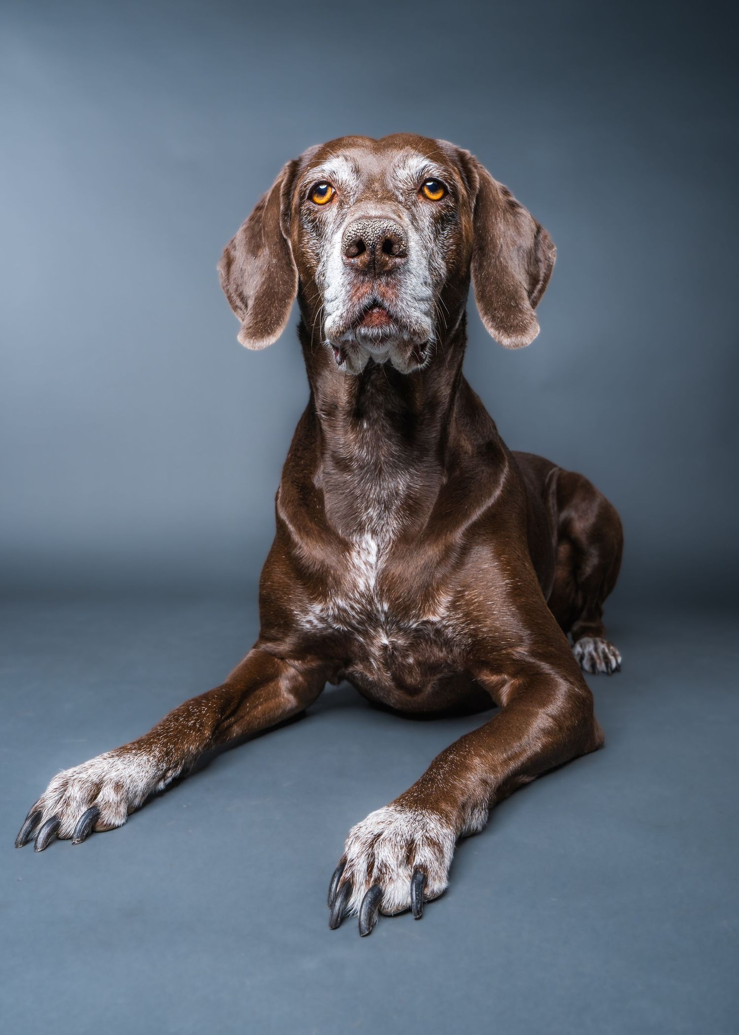 Pet Photography Scottsdale Arizona German Shorthaired Pointer