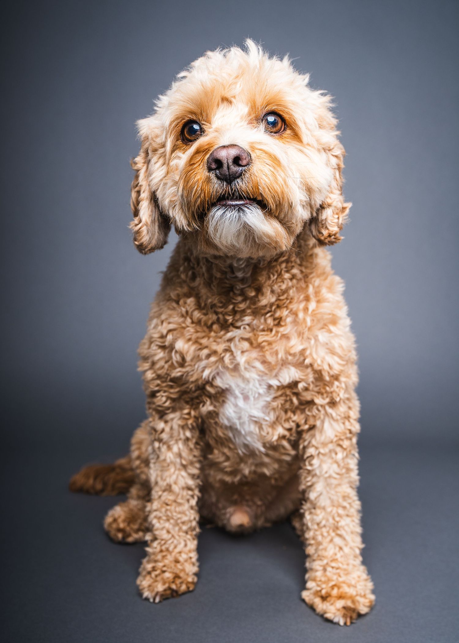 A curly-haired cockapoo sits attentively for a classic studio portrait against a simple grey background.