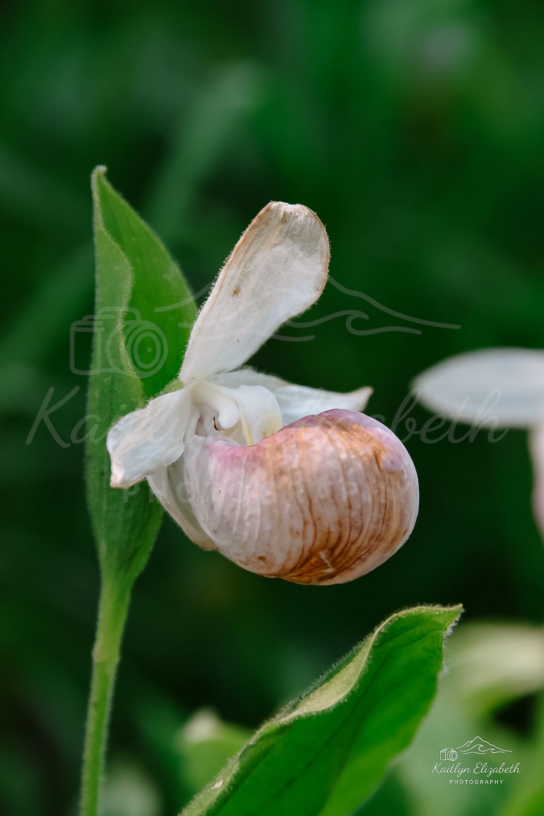 Woodland Slipper | Coastal Maine Botanical Gardens, Boothbay, Maine