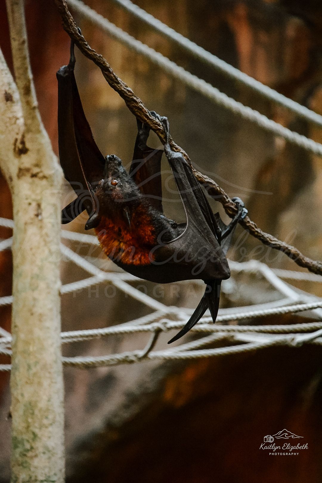 Hanging Around | Maharajah Jungle Trek, Disney's Animal Kingdom, Florida