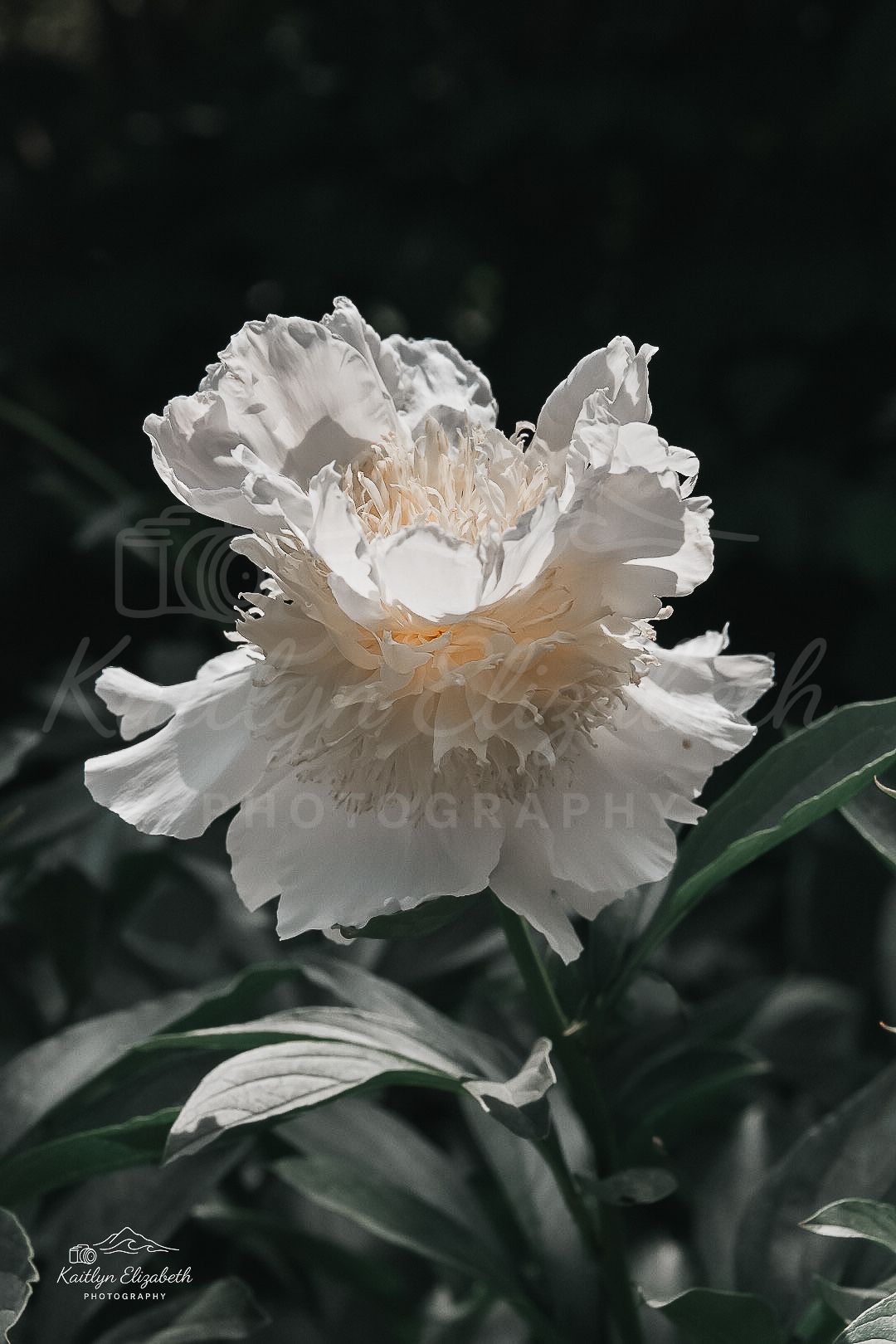 Quiet Bloom | Coastal Maine Botanical Gardens, Boothbay, Maine
