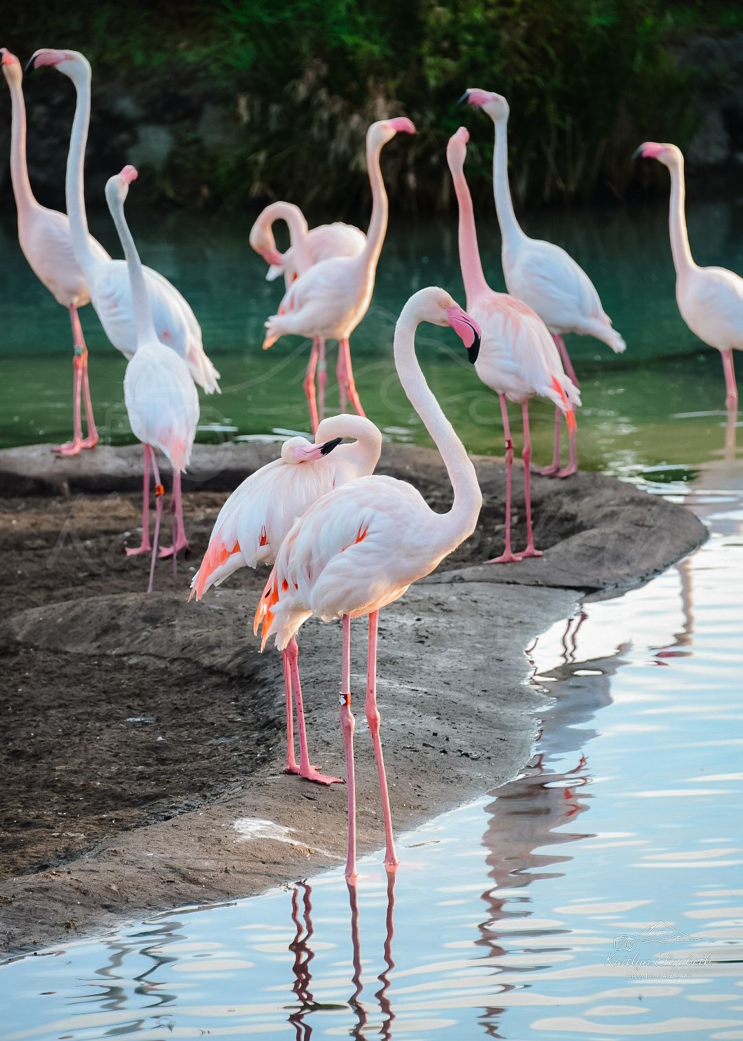 Among the Flock | Disney’s Animal Kingdom, Florida