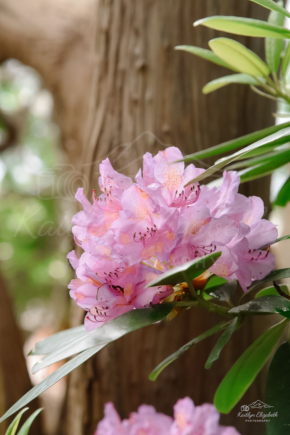 Garden Light | Fuller Gardens, North Hampton, New Hampshire