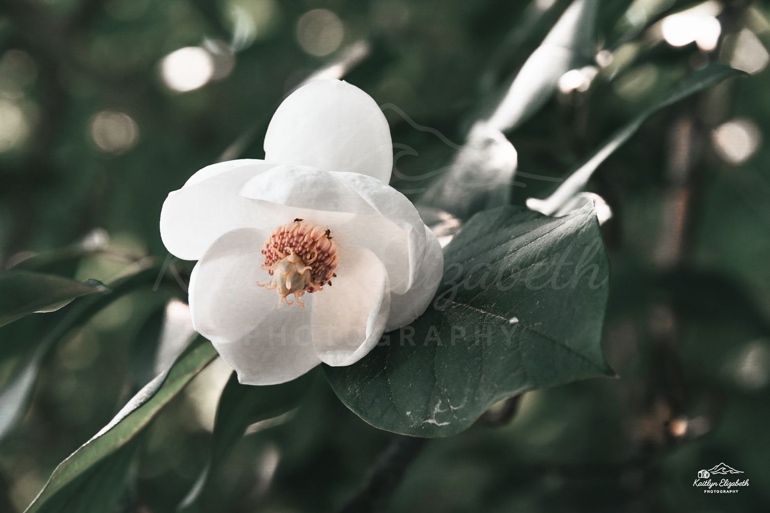 Magnolia Light | New England Botanic Garden at Tower Hill, Boylston, Massachusetts