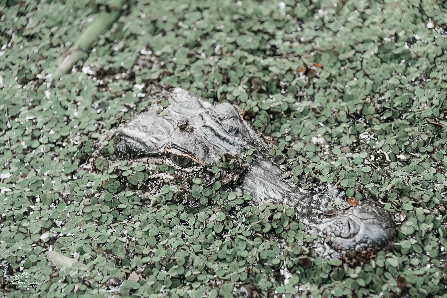 Hidden in Plain Sight | Slidell, Louisiana